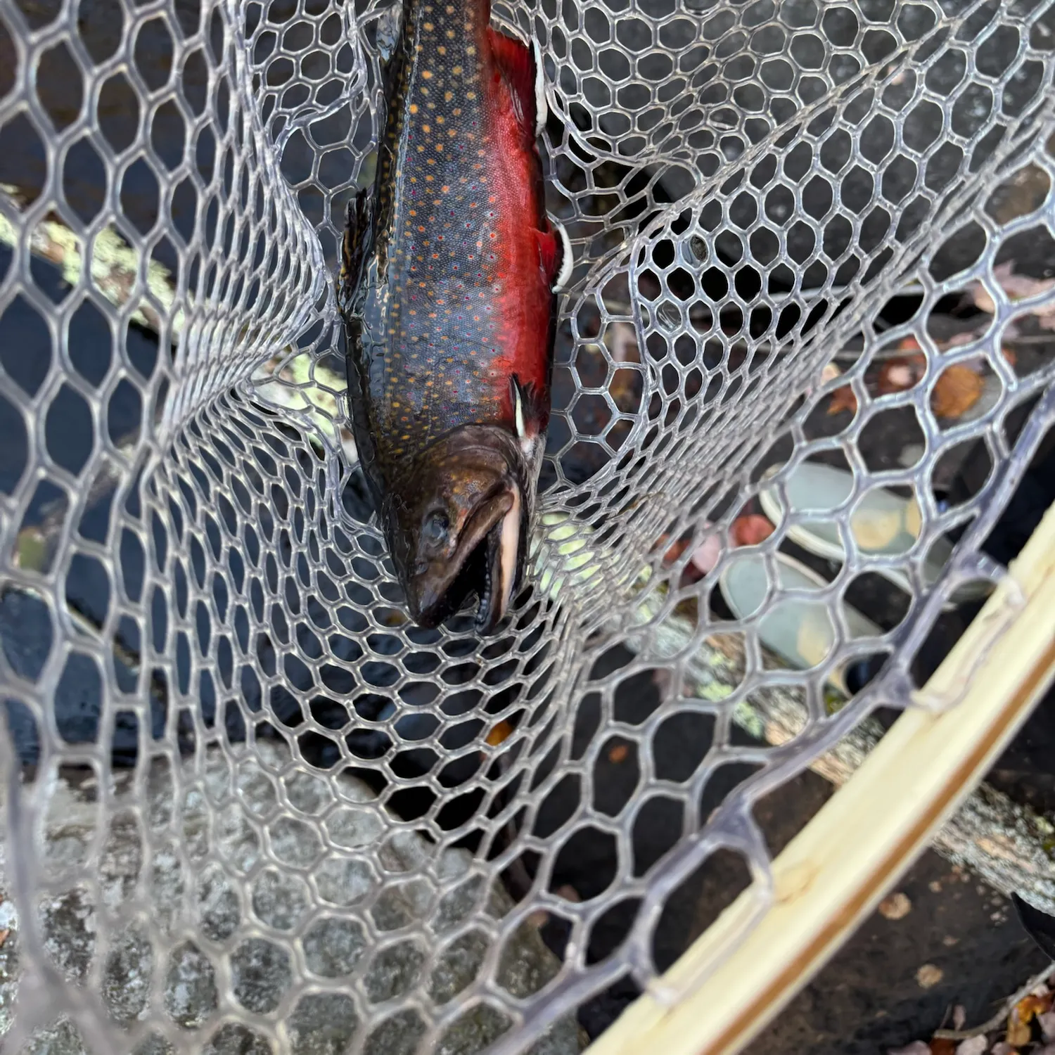 Brook trout caught on Fishbrain