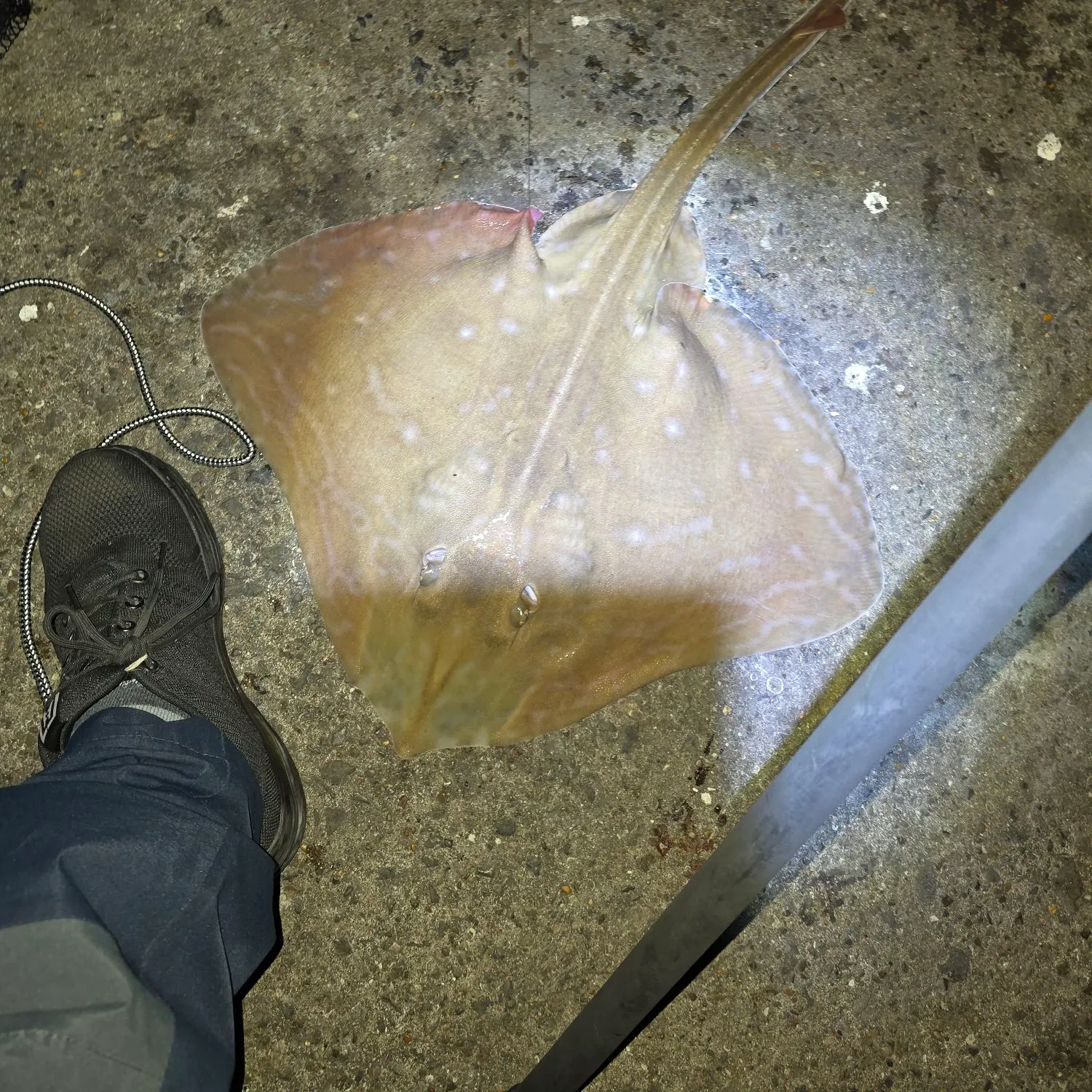 The most recent Small-eyed ray catches on Fishbrain
