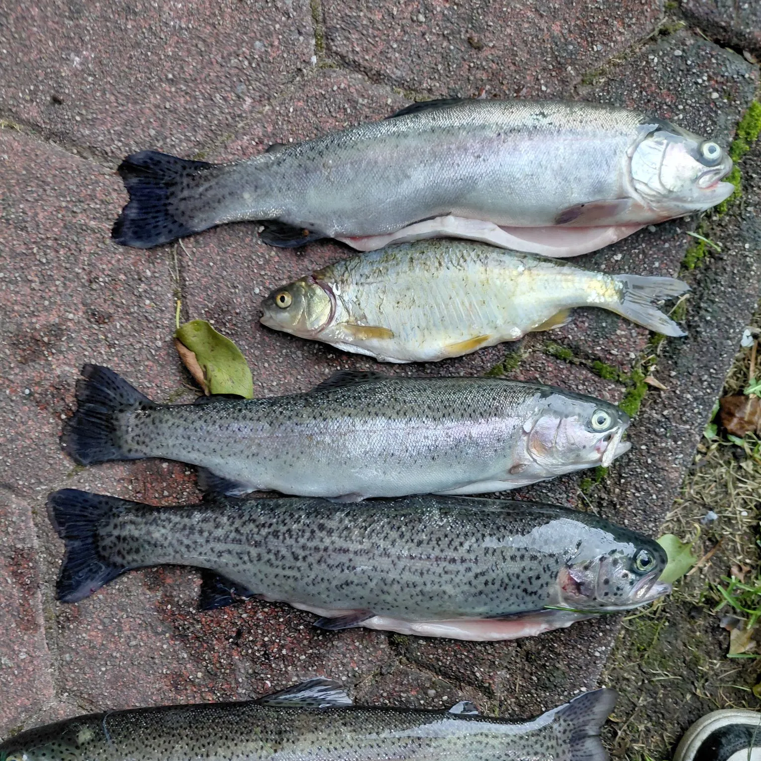 Rainbow trout caught on Fishbrain