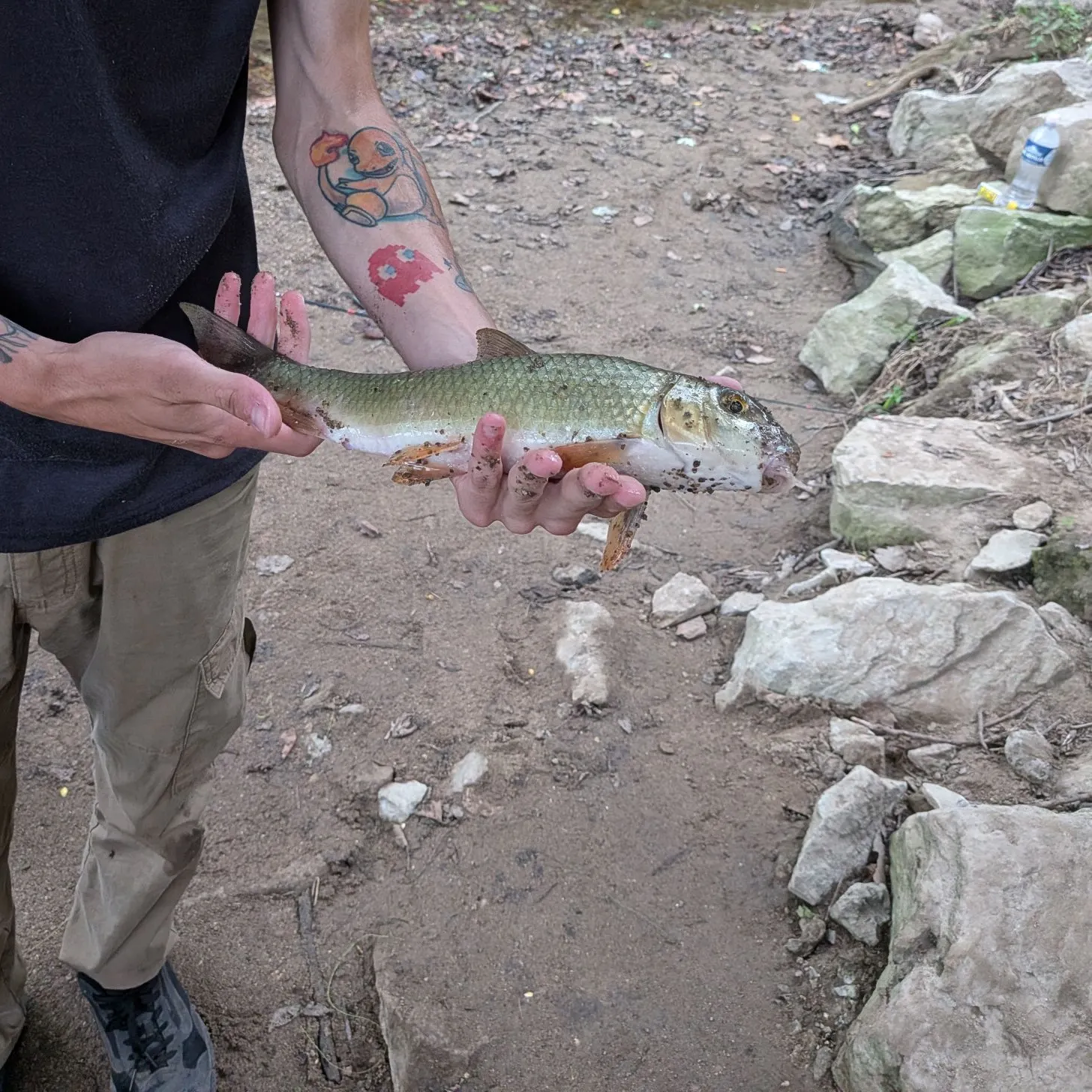 Golden redhorse caught on Fishbrain