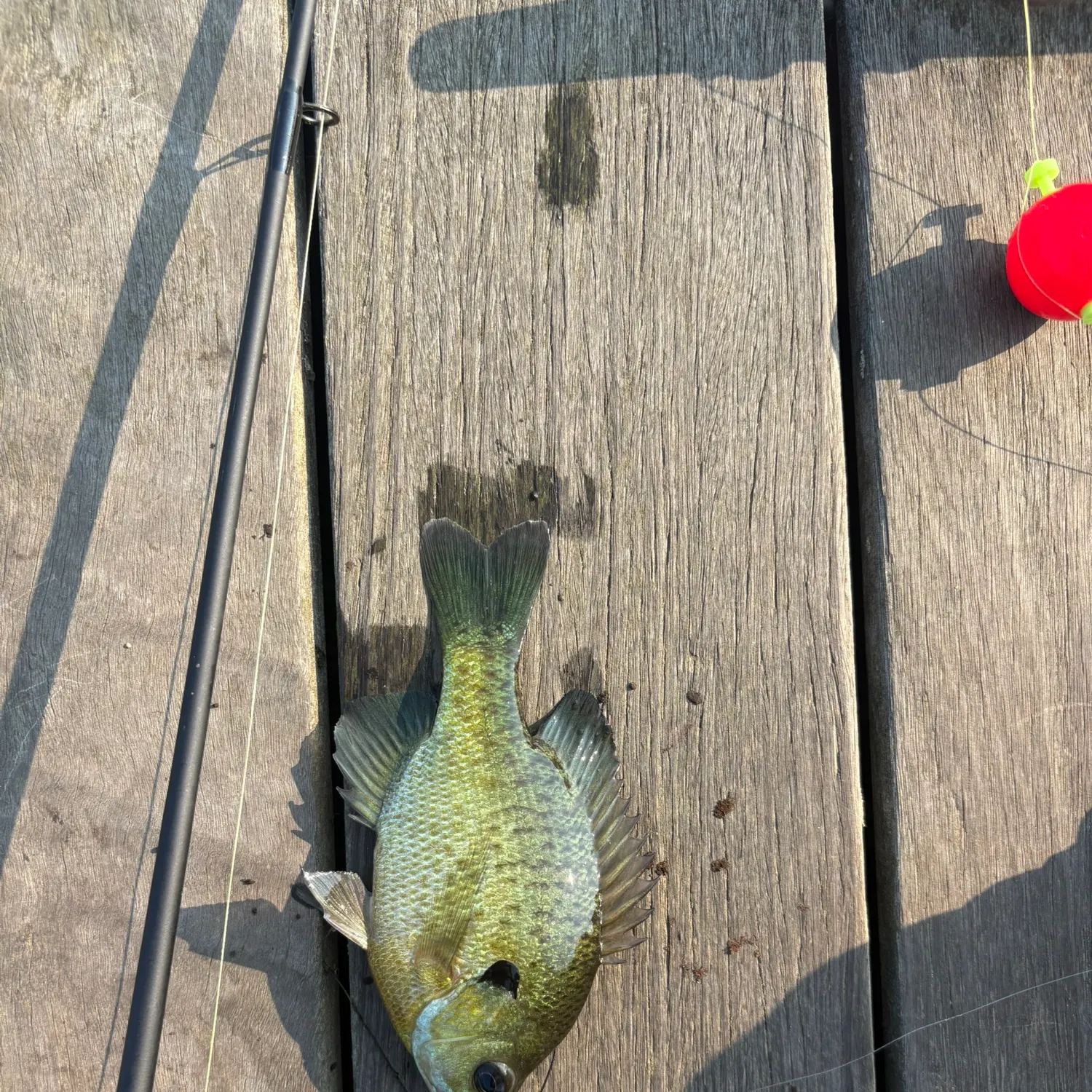 recently logged catches