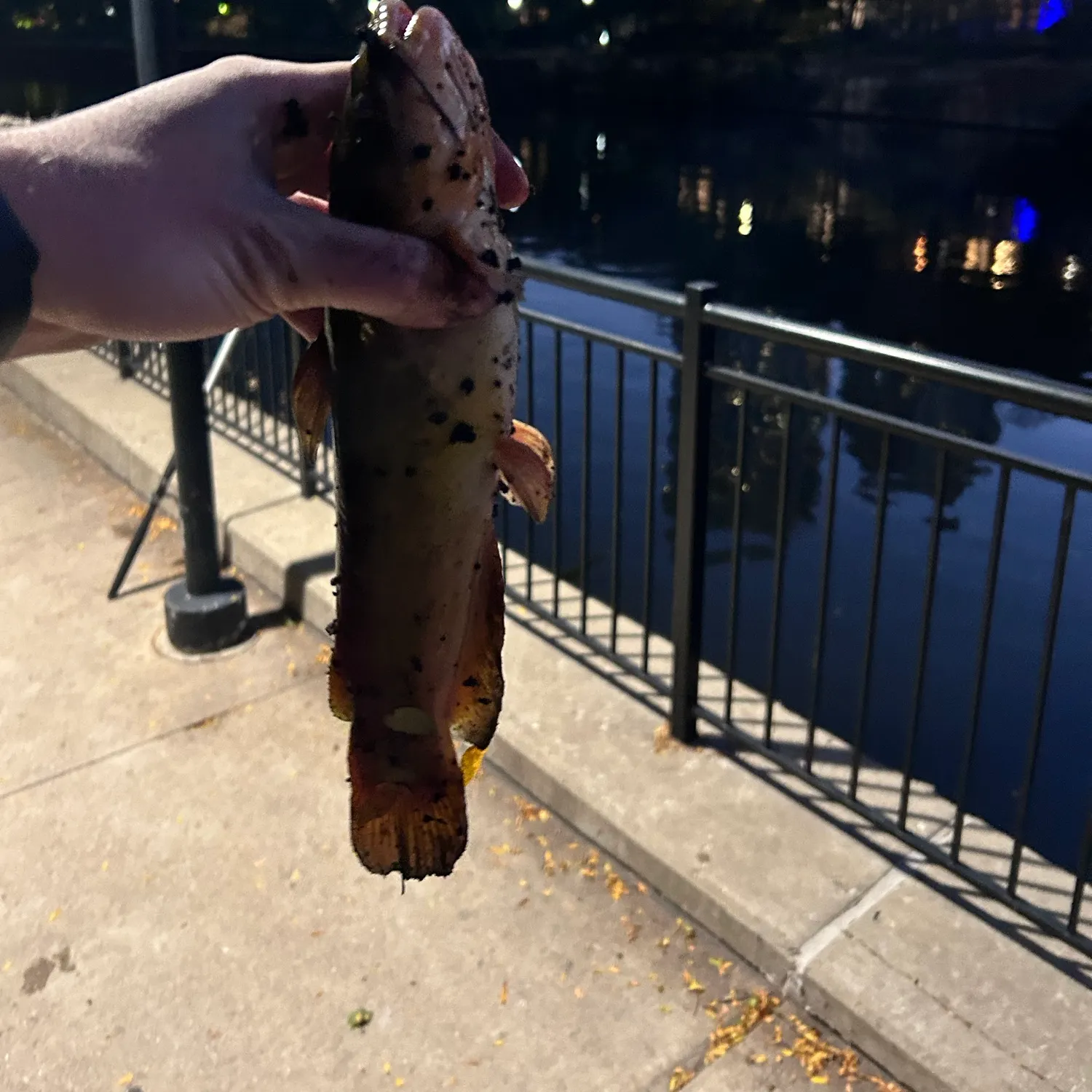Yellow bullhead caught on Fishbrain