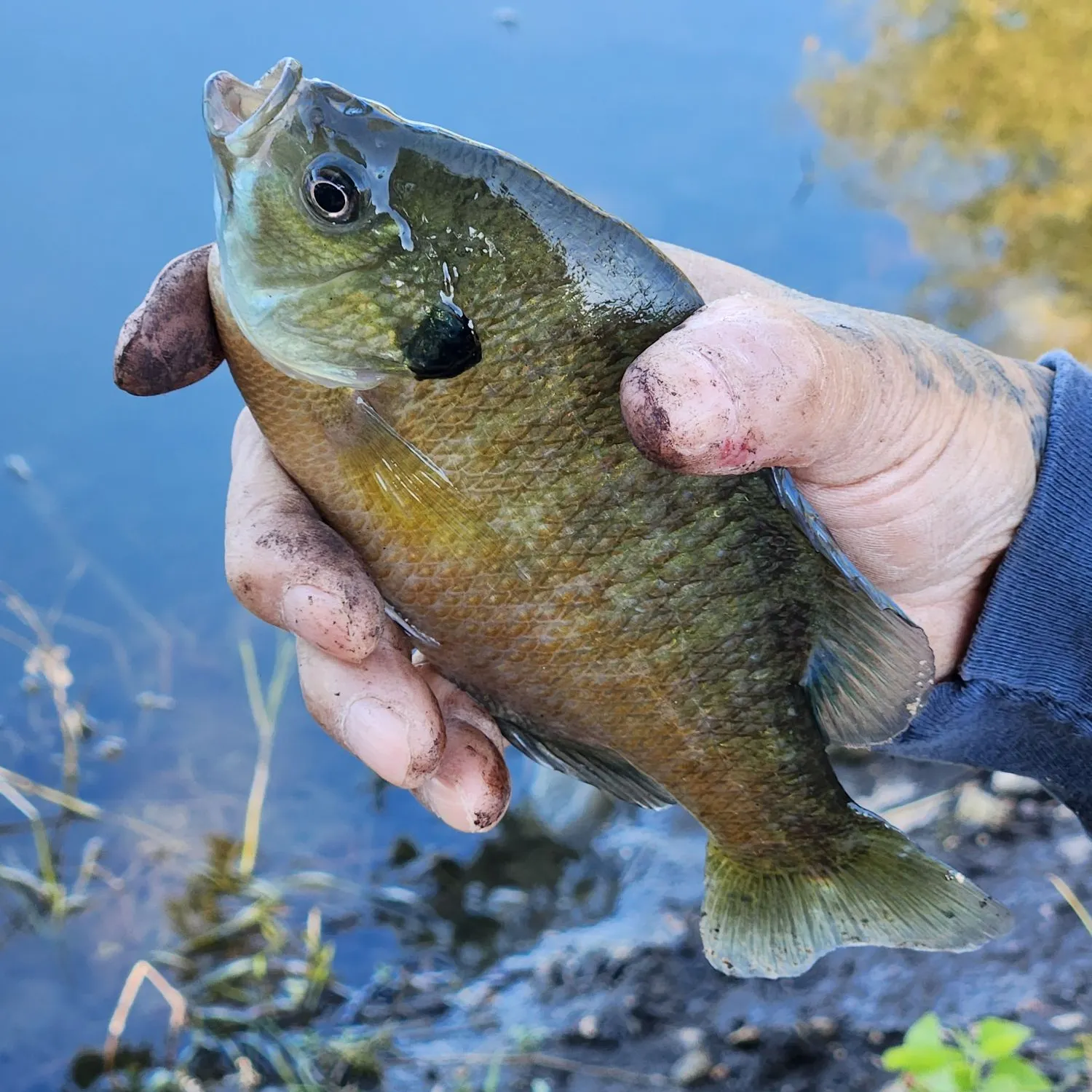 Bluegill caught on Fishbrain