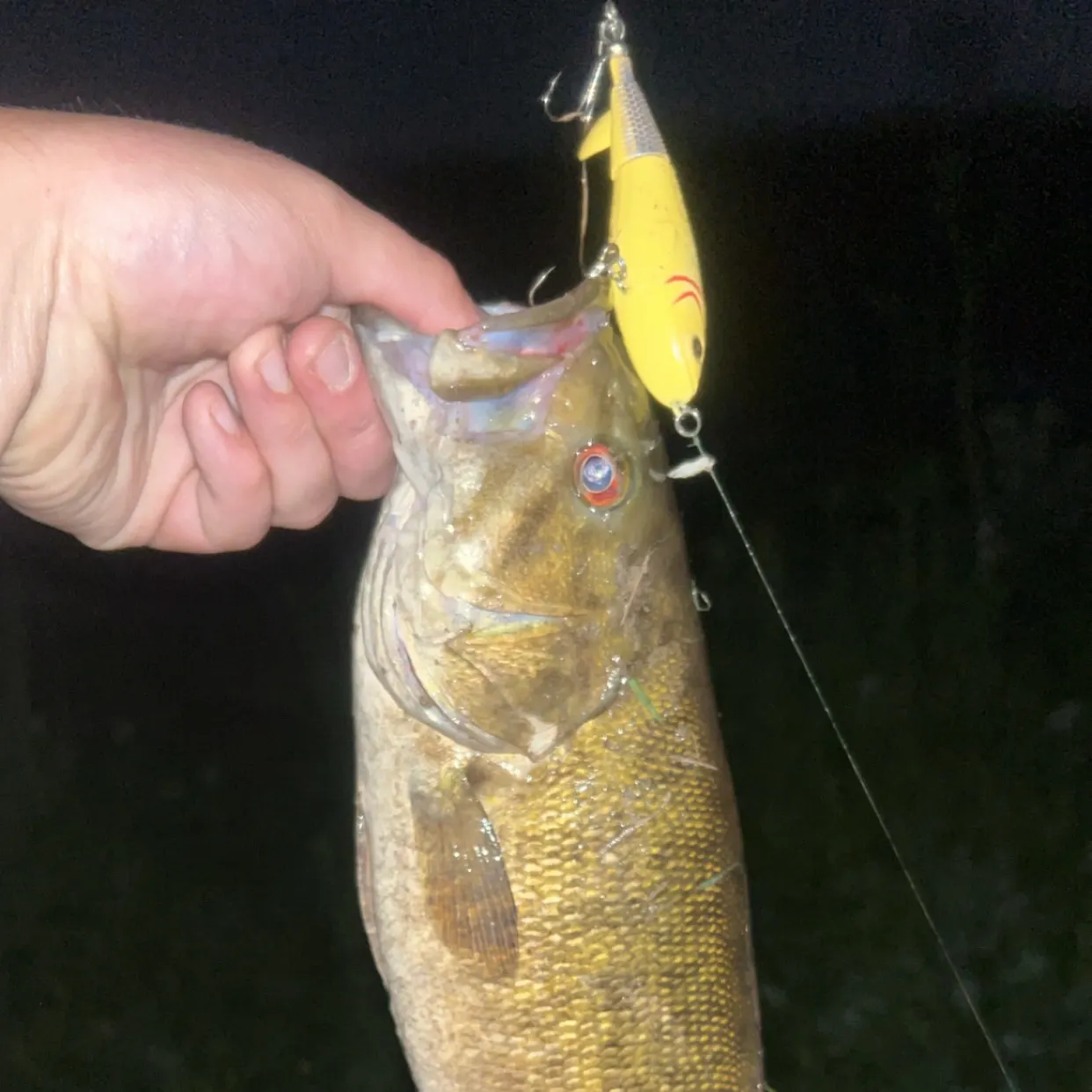 Smallmouth bass caught on Fishbrain