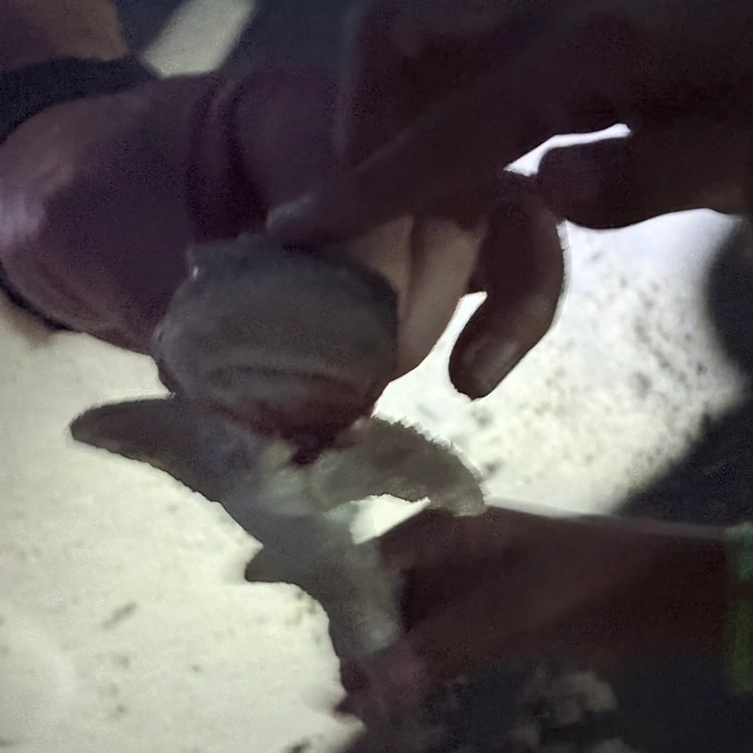 The most recent Sandbar shark catches on Fishbrain