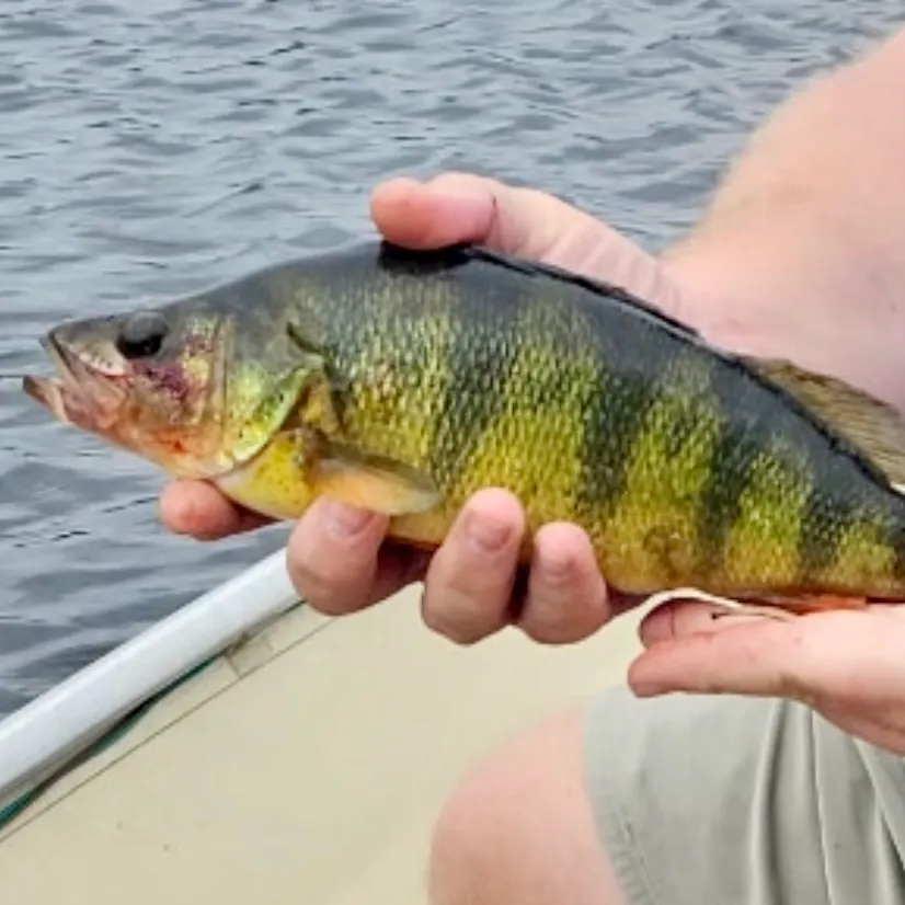 Yellow perch caught on Fishbrain