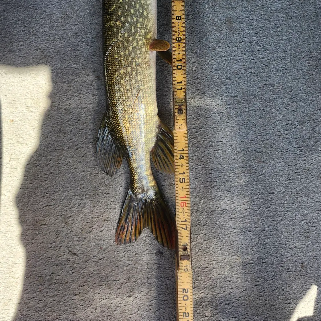 recently logged catches