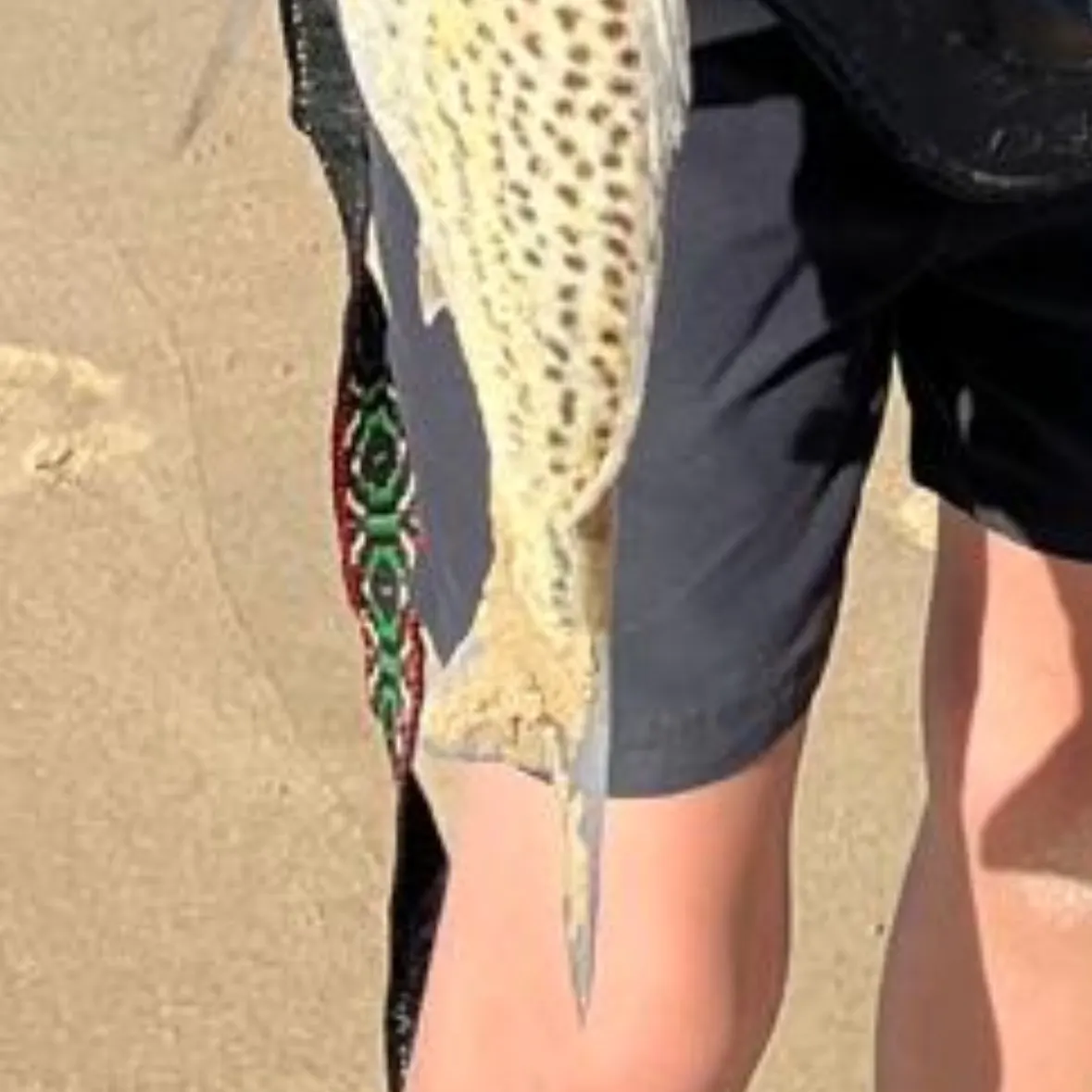 The most recent Smallspotted grunter catches on Fishbrain