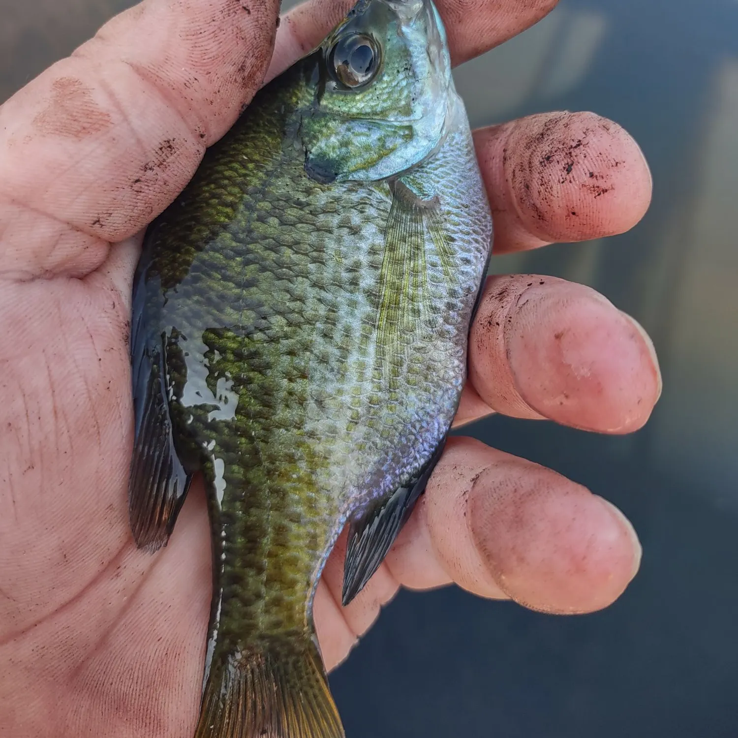 Bluegill caught on Fishbrain