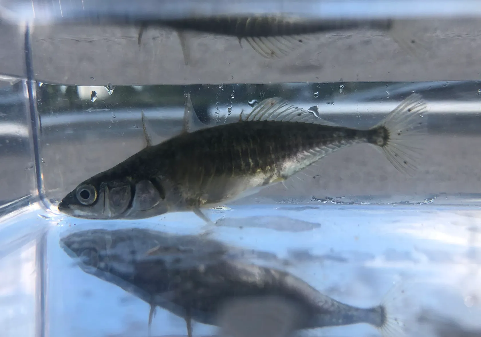 Three-spined stickleback