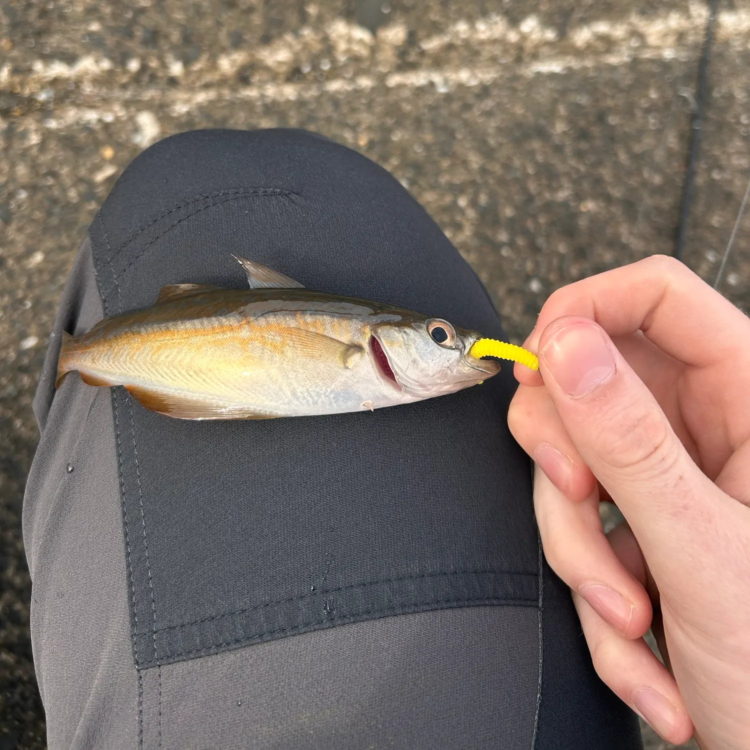 Pollack caught on Fishbrain