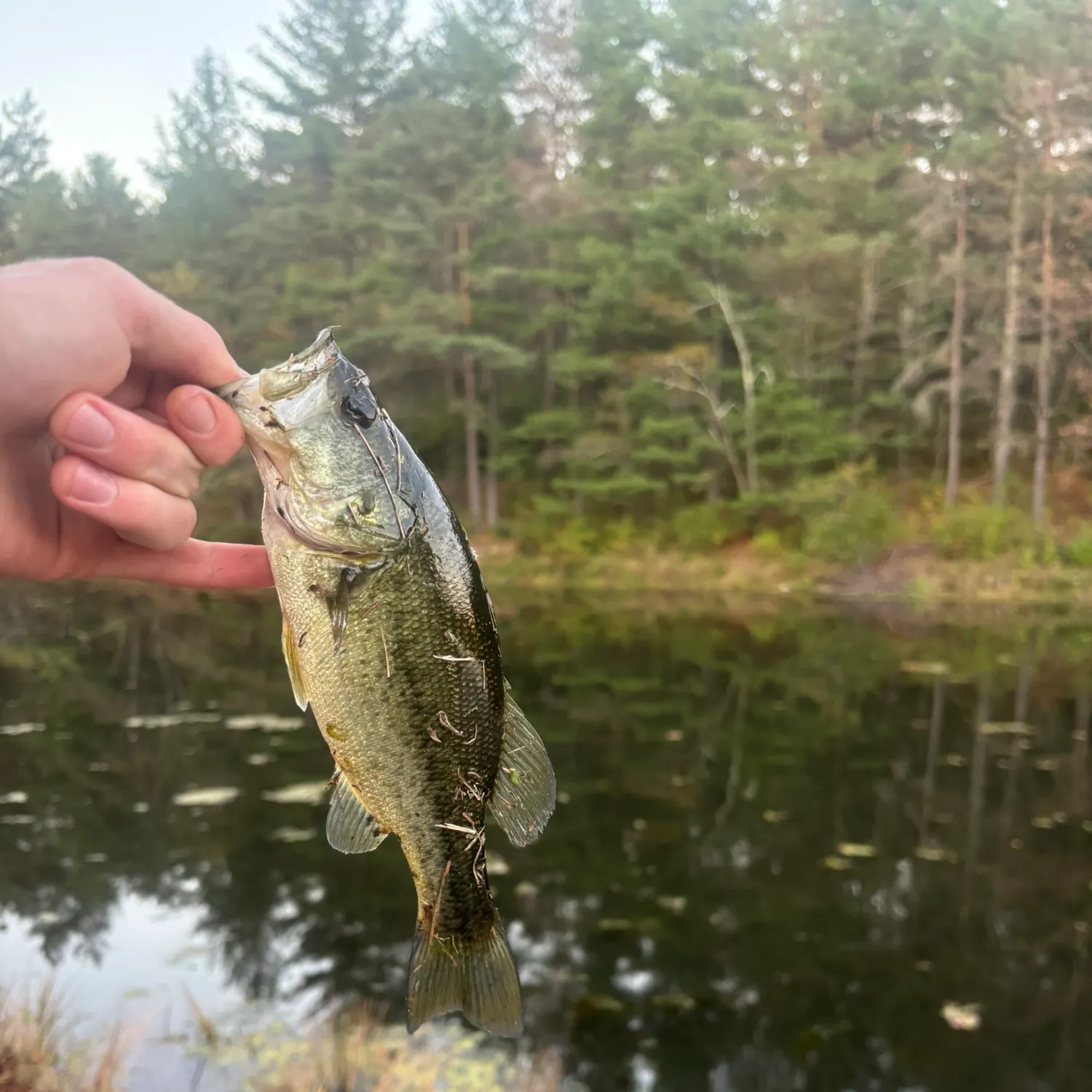 The most recent Largemouth bass catches on Fishbrain