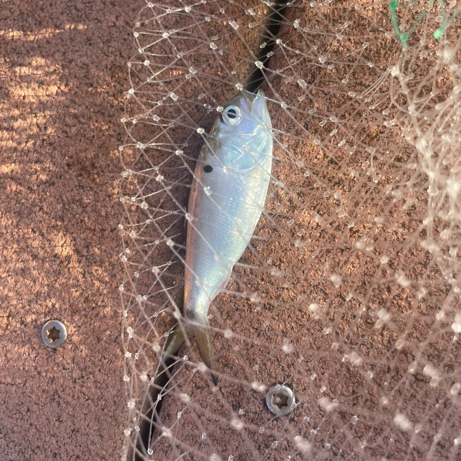 The most recent Finescale menhaden catches on Fishbrain