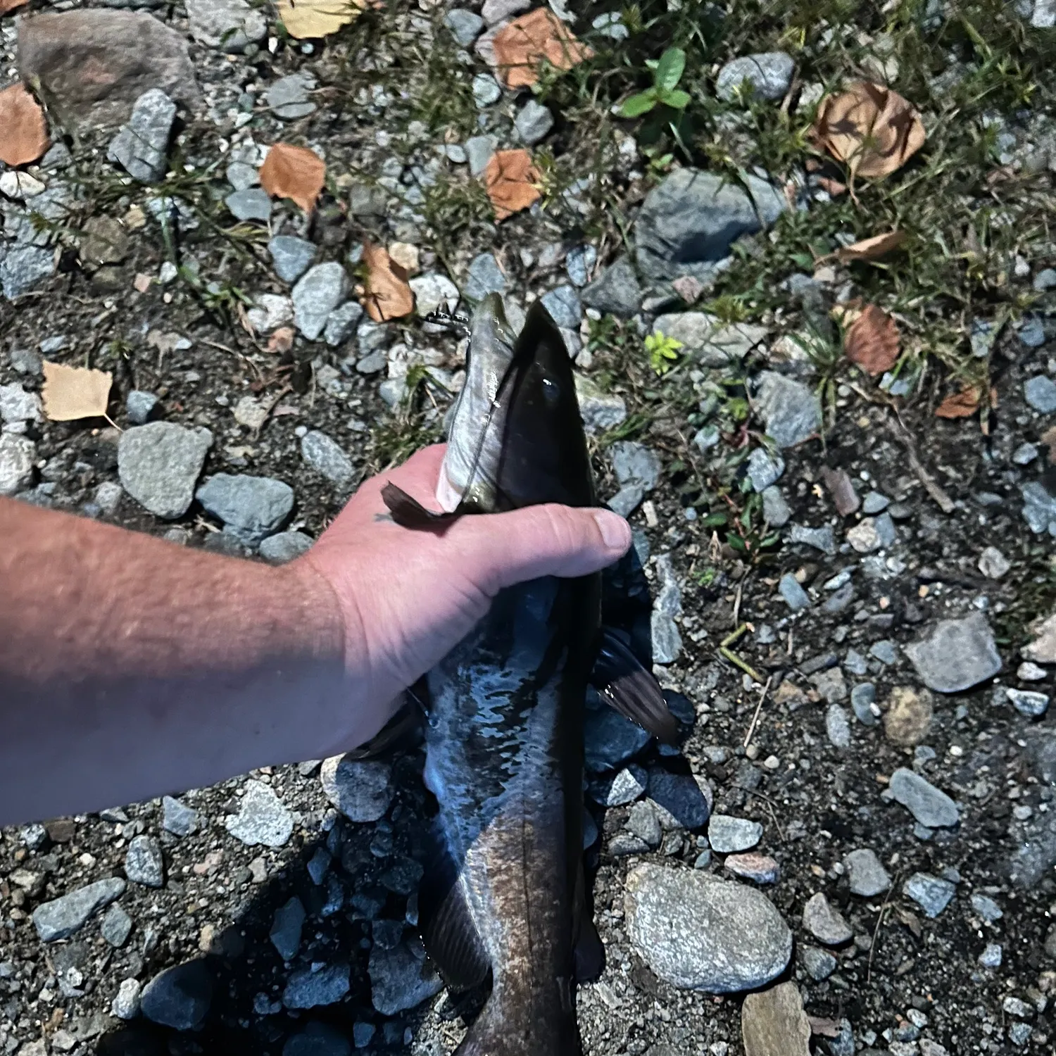 Black bullhead caught on Fishbrain