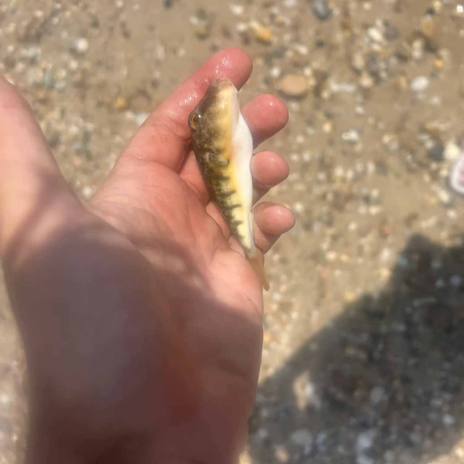 The most recent Northern puffer catches on Fishbrain