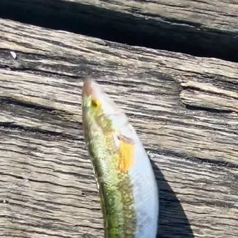 Blue weed whiting caught on Fishbrain