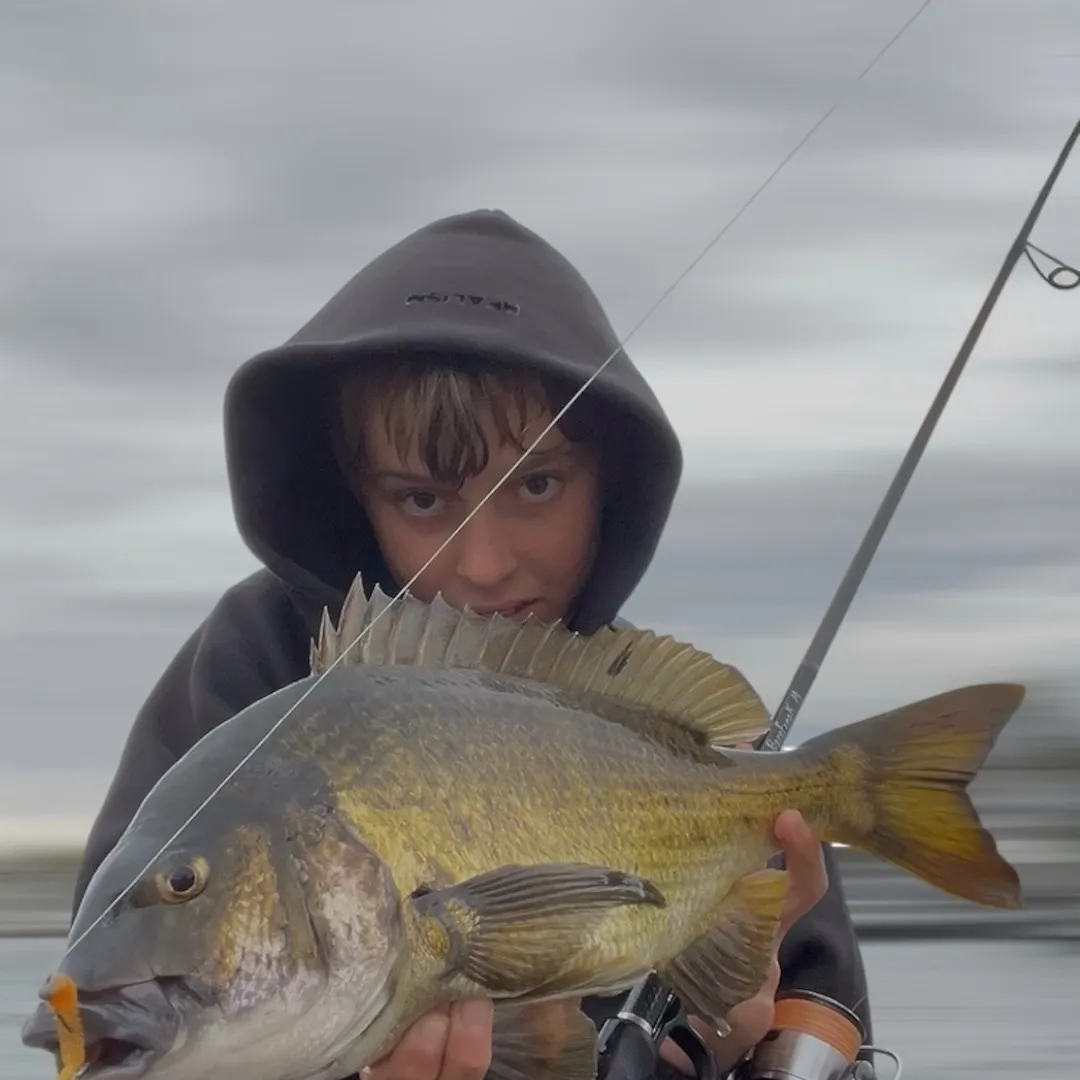 The most recent Southern black bream catches on Fishbrain