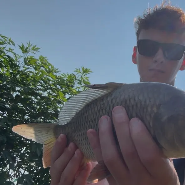 Common carp caught on Fishbrain