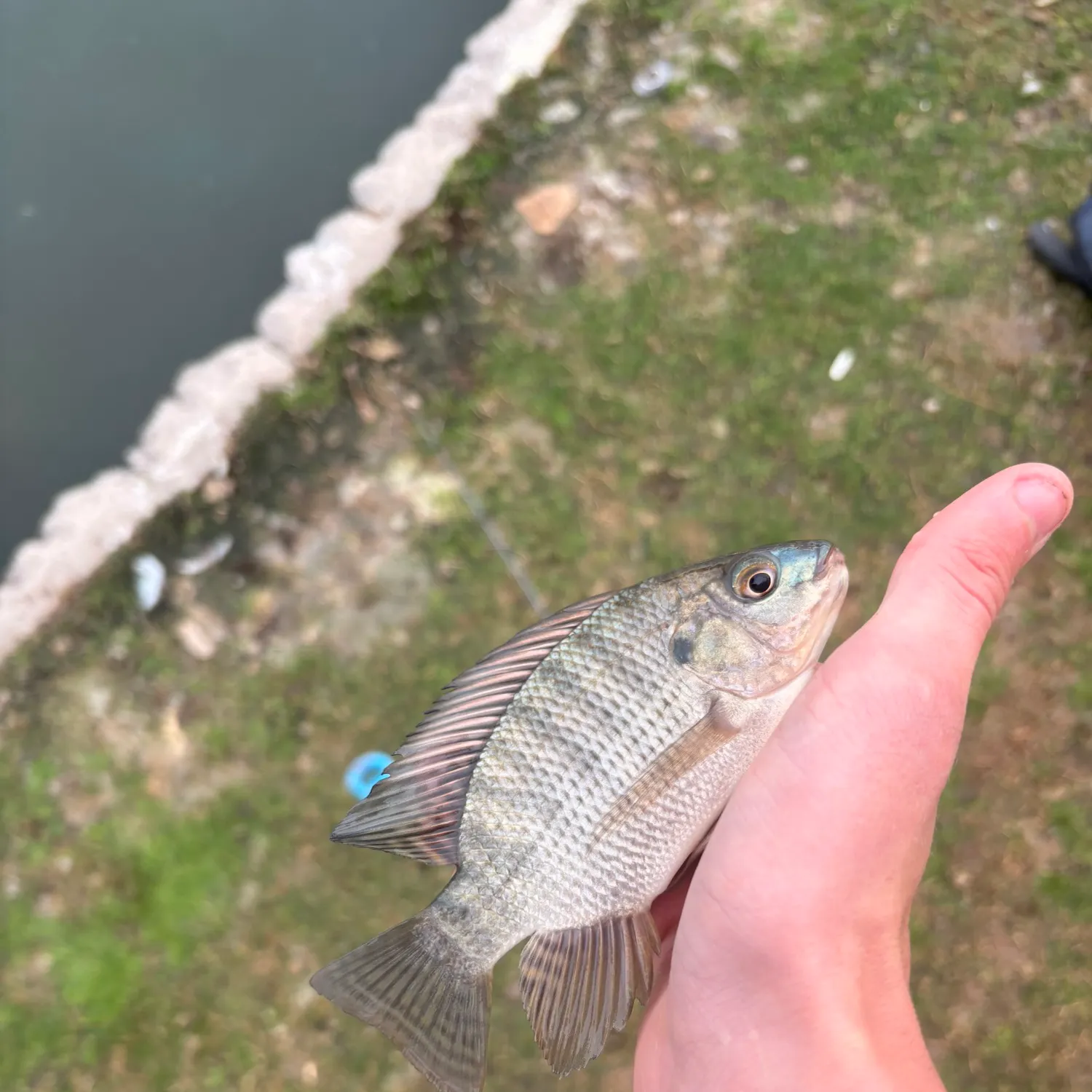 The most recent Blue tilapia catches on Fishbrain