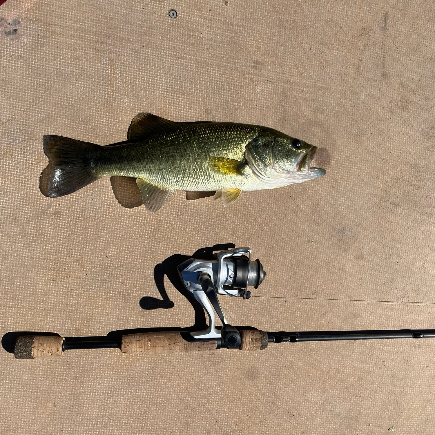 Largemouth bass caught on Fishbrain