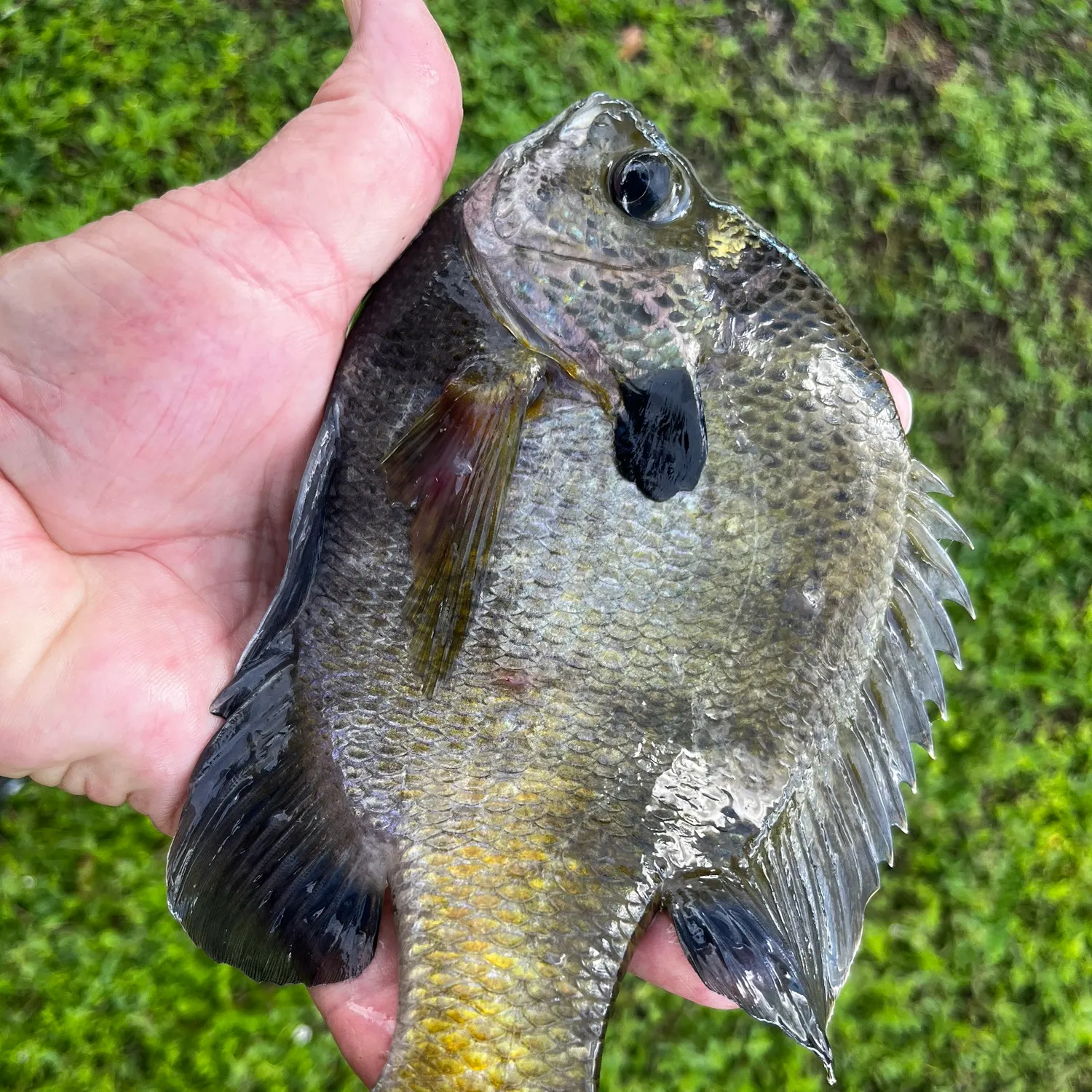 Bluegill caught on Fishbrain