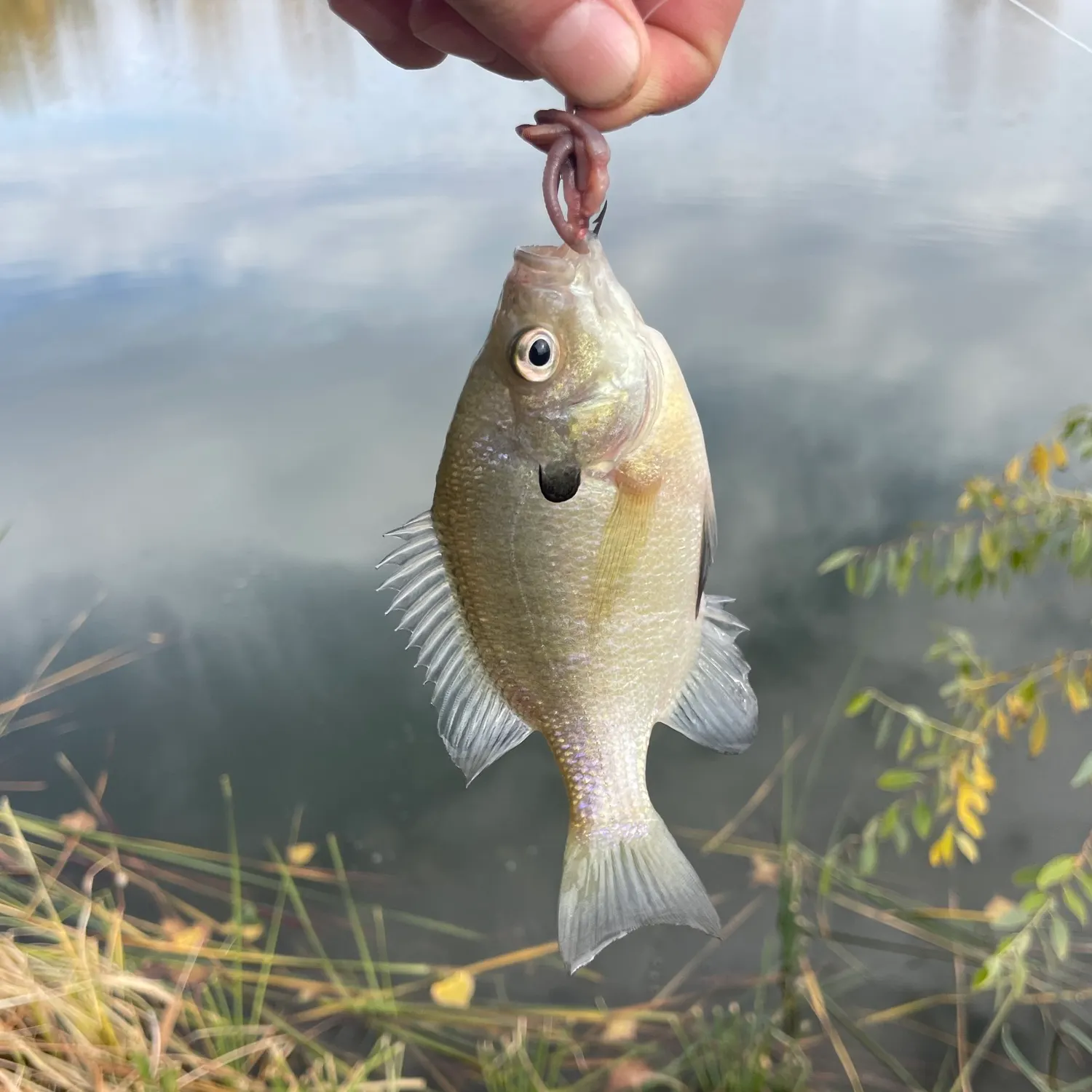 Bluegill caught on Fishbrain