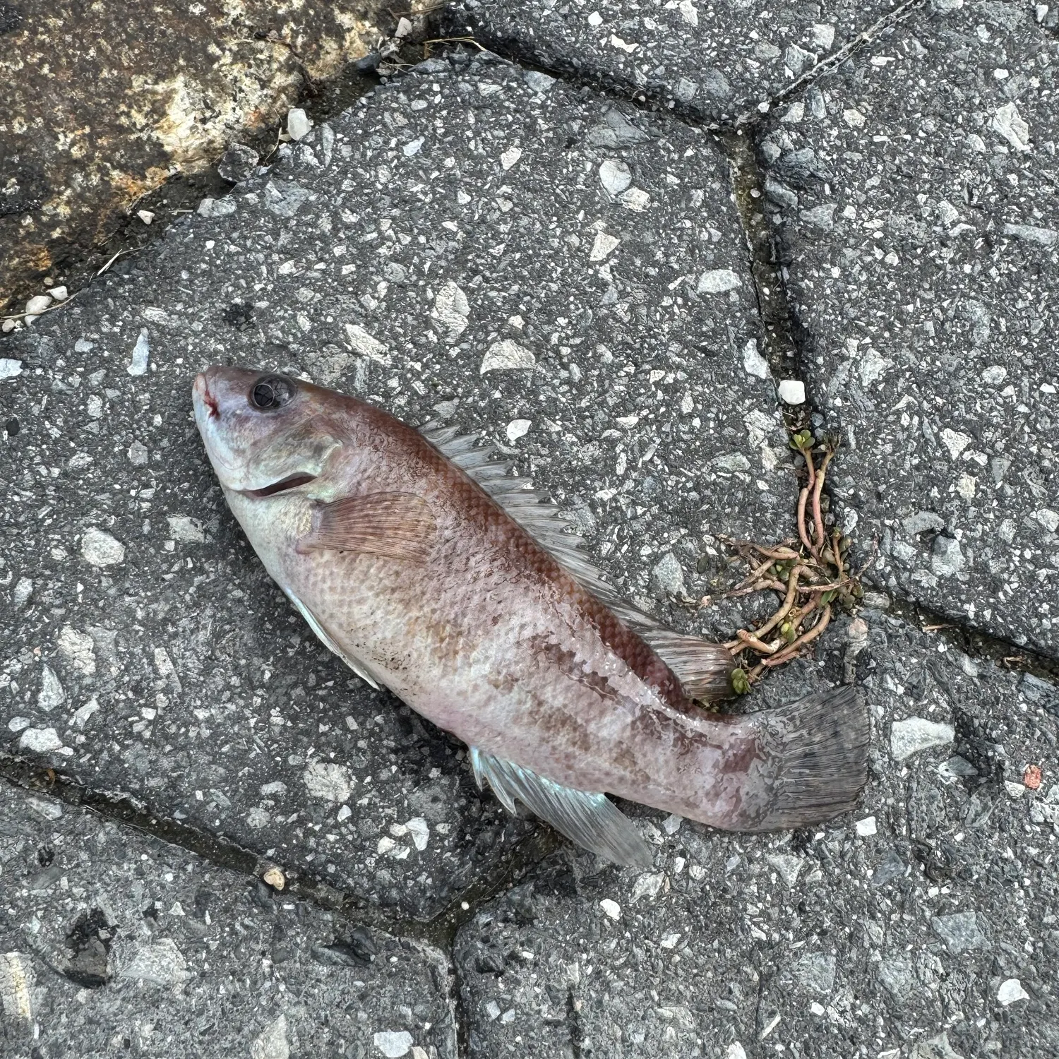 The most recent Cunner catches on Fishbrain