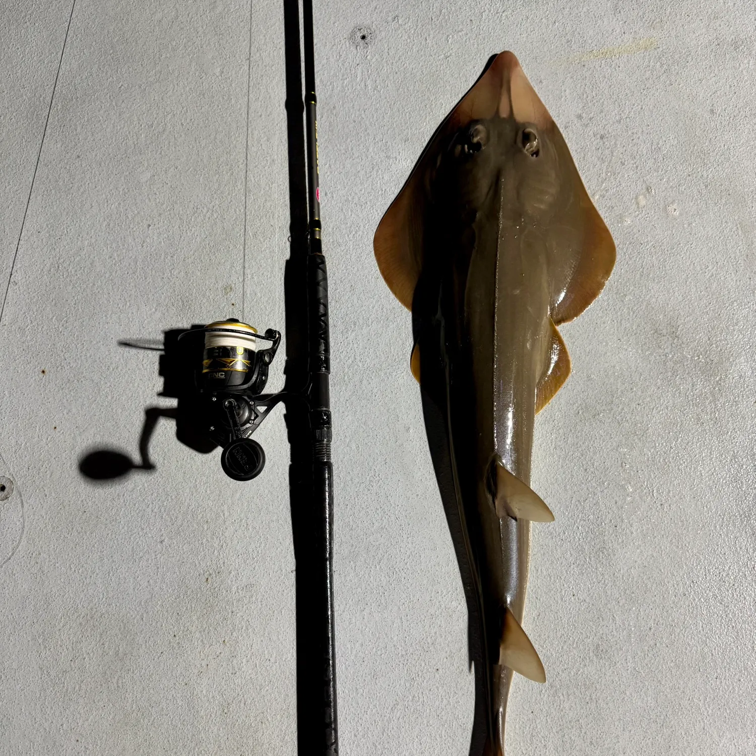 The most recent Pacific shovelnose guitarfish catches on Fishbrain