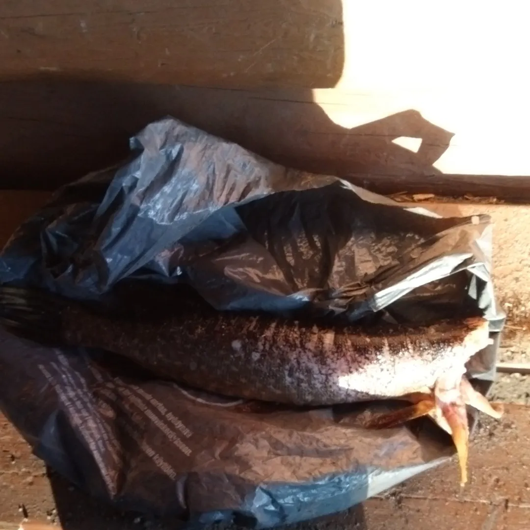 angler catch