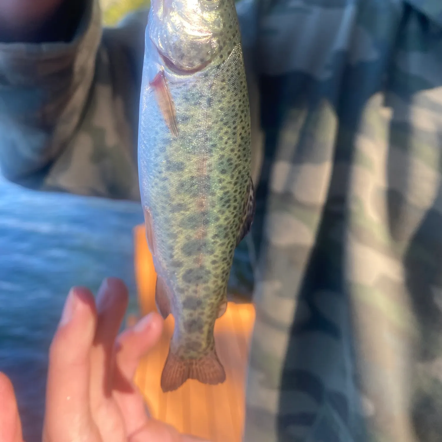 The most recent Cutthroat trout catches on Fishbrain