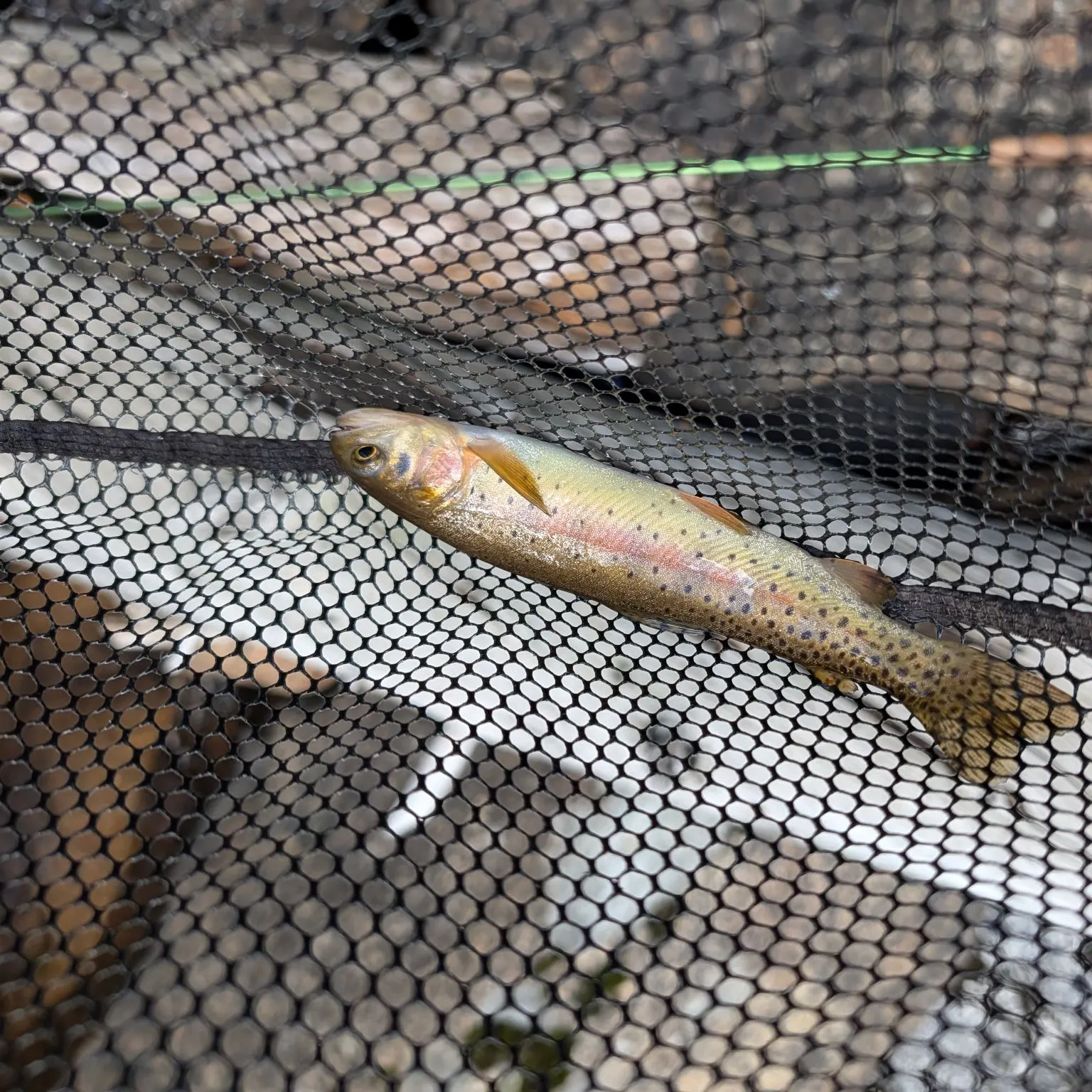 Cutthroat trout caught on Fishbrain