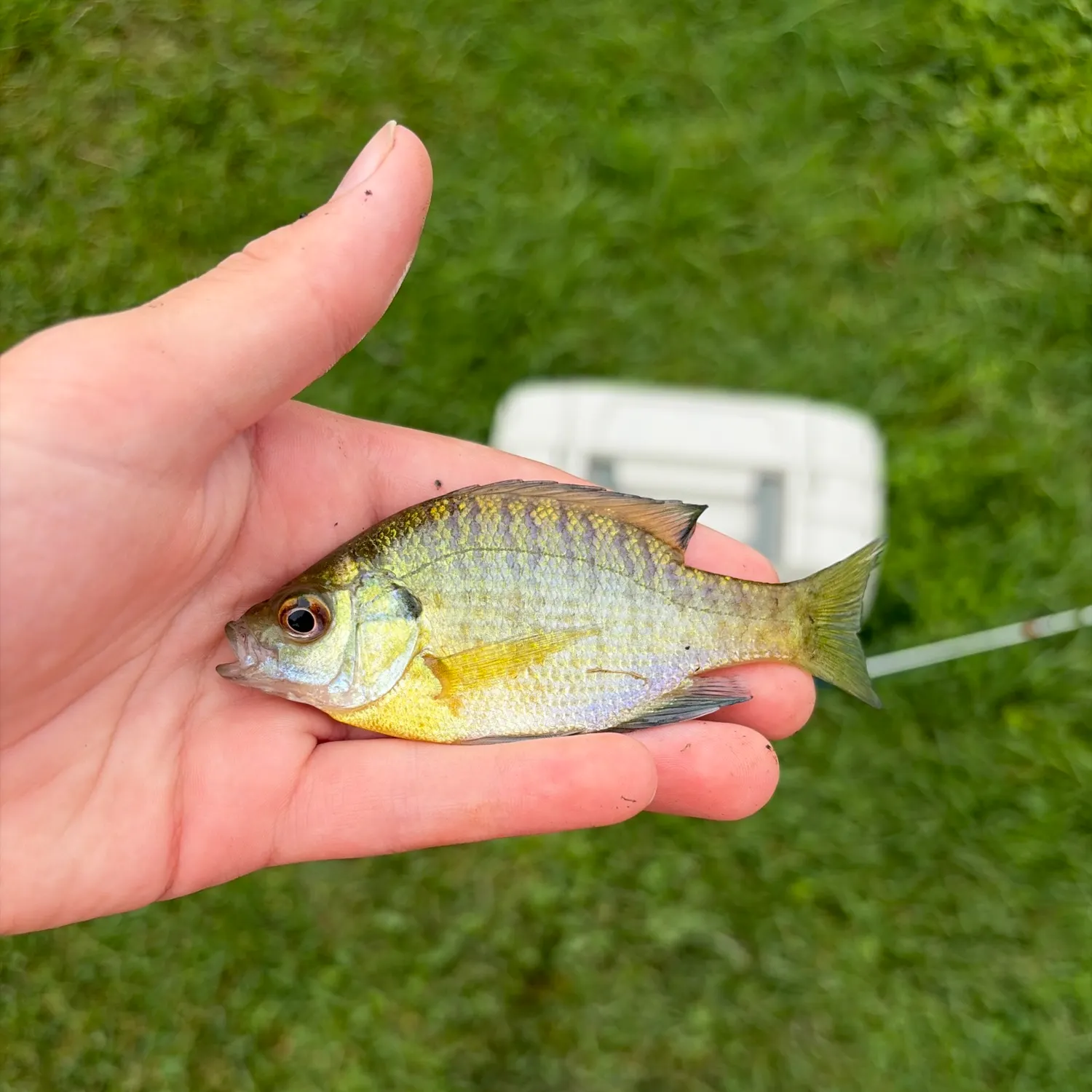 Bluegill caught on Fishbrain
