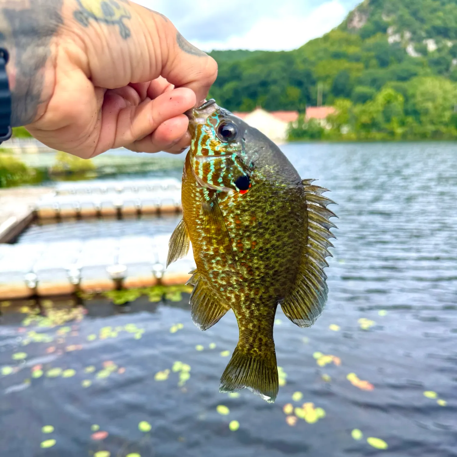Pumpkinseed caught on Fishbrain