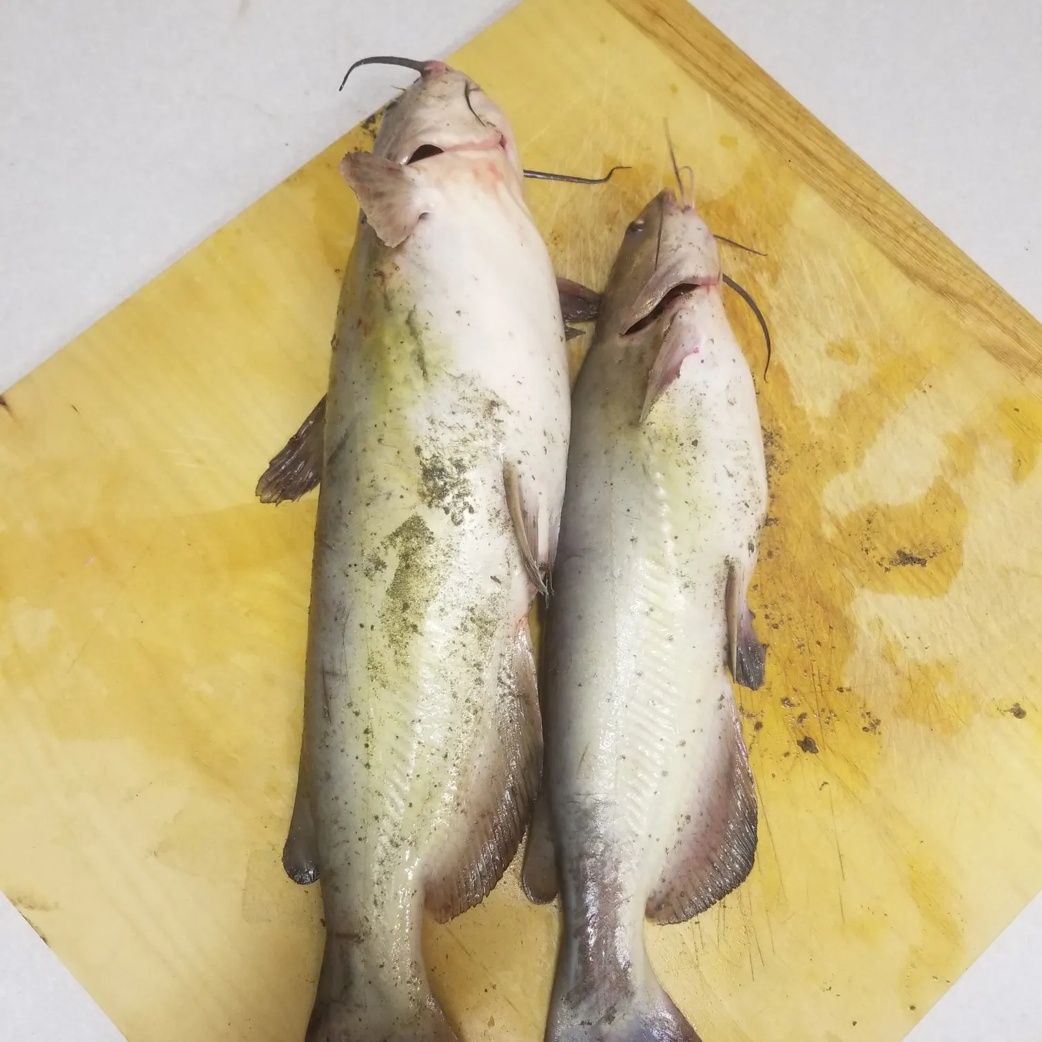 angler catch