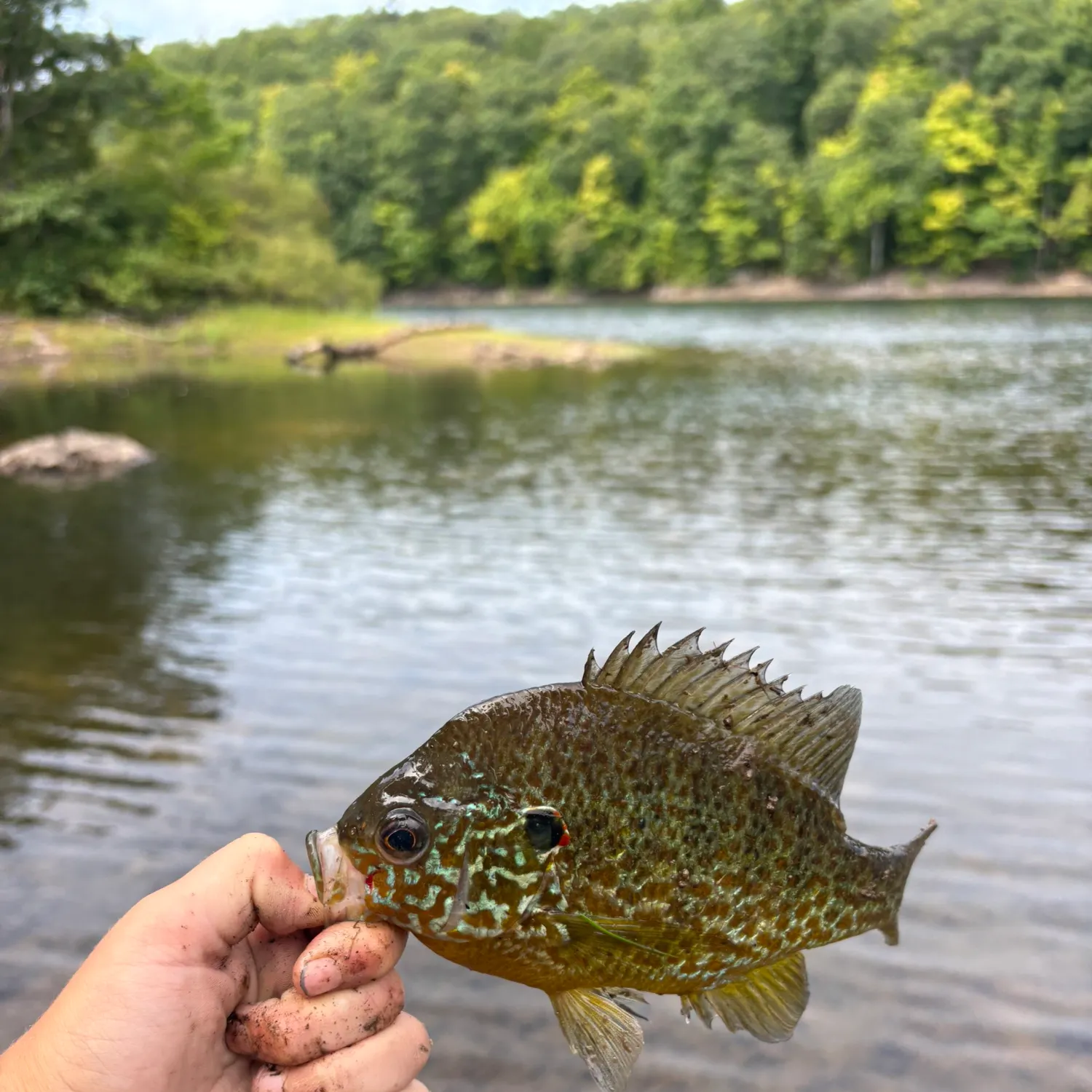 Pumpkinseed caught on Fishbrain