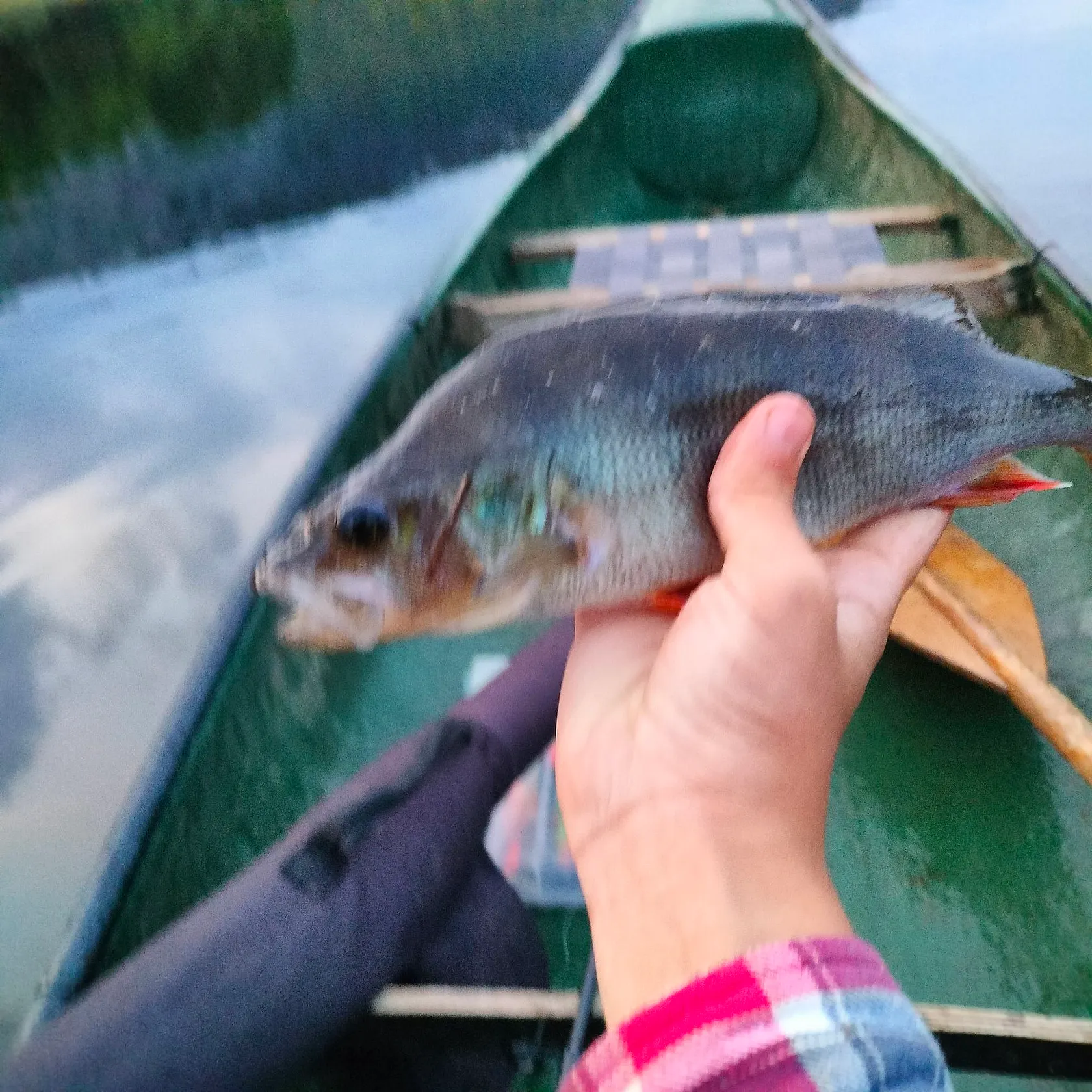 European perch caught on Fishbrain