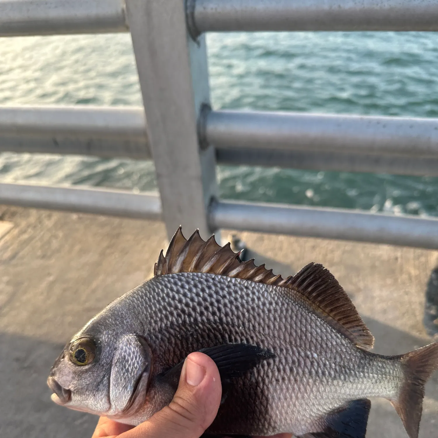 The most recent Spottail seabream catches on Fishbrain