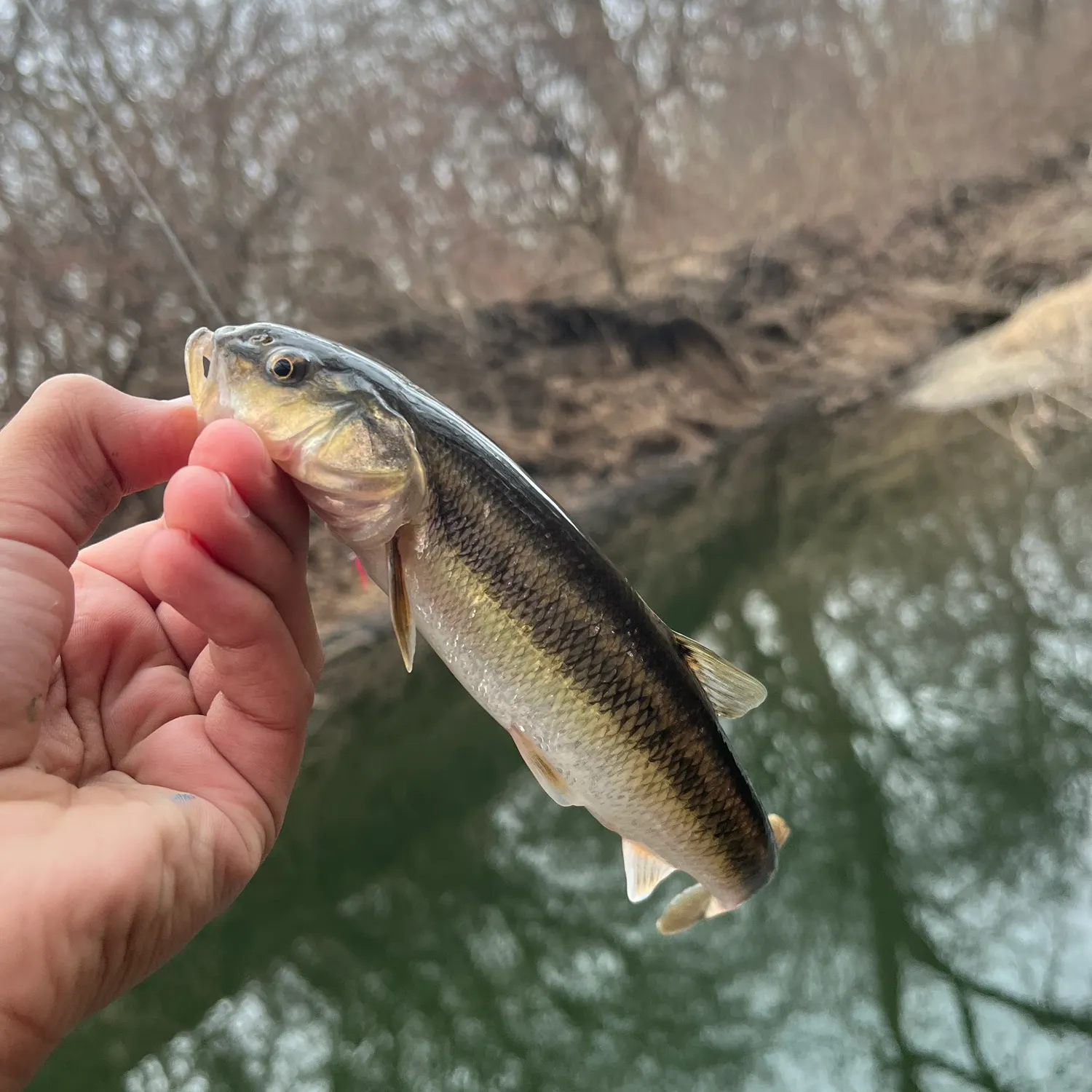 The most recent Creek chub catches on Fishbrain