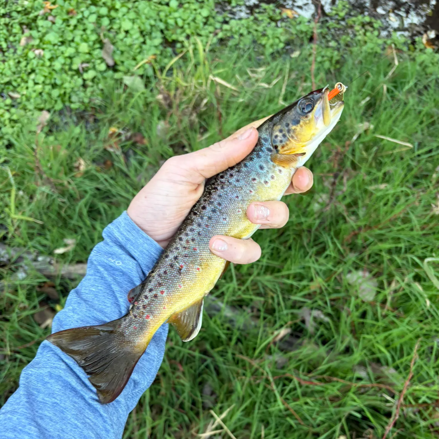 Brown trout caught on Fishbrain