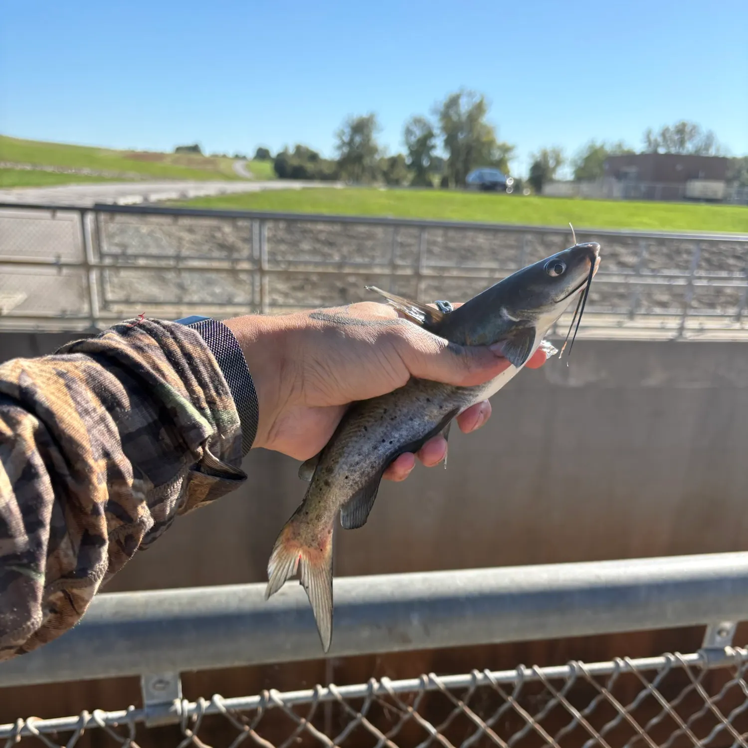 Channel catfish caught on Fishbrain