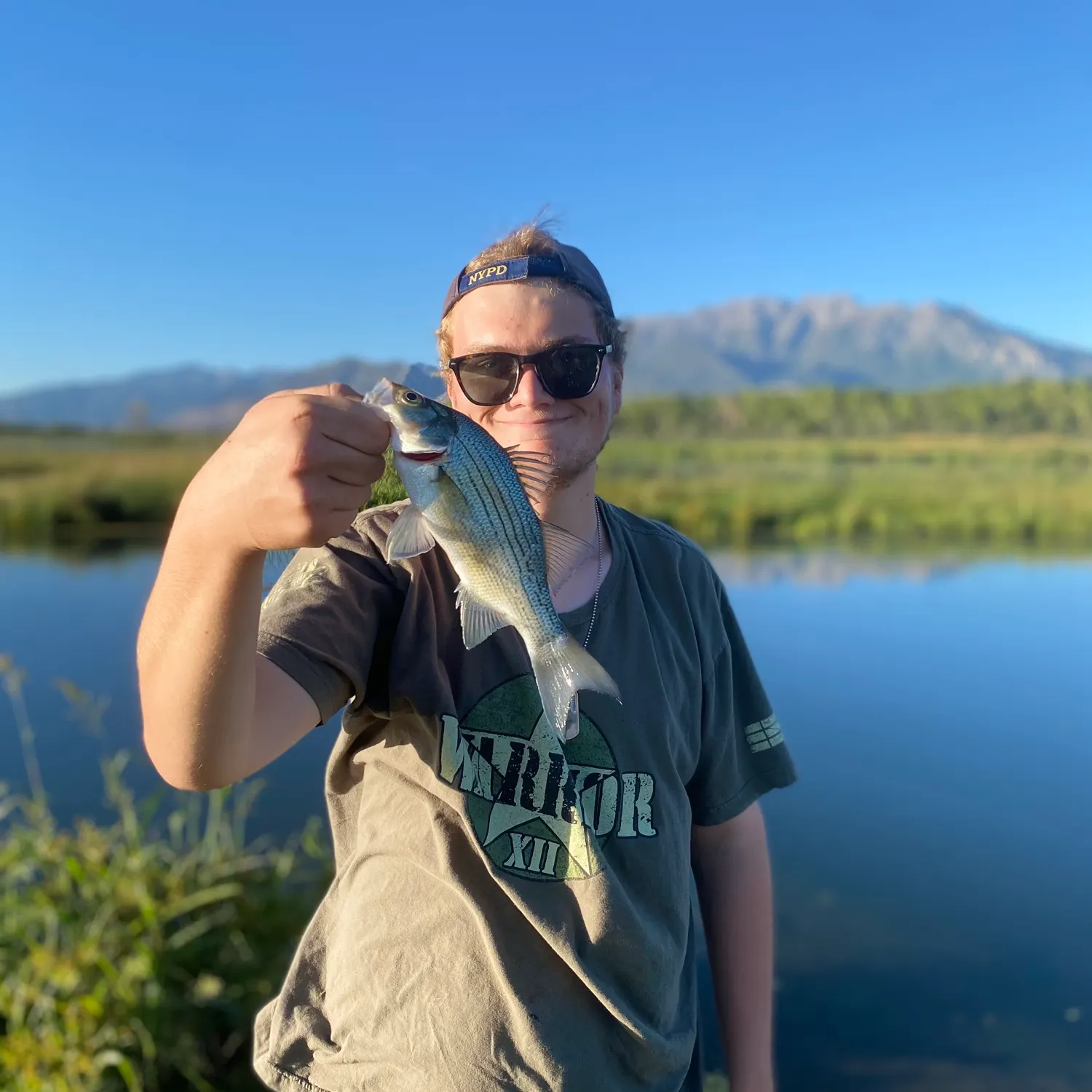 White bass caught on Fishbrain