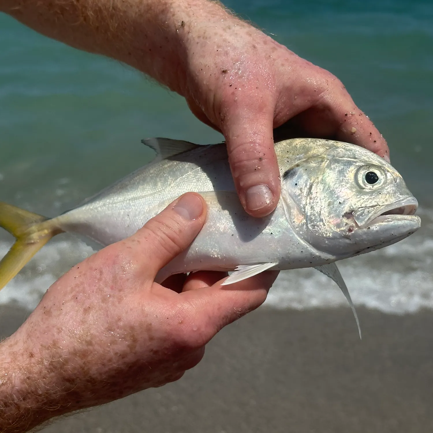 Leatherjack caught on Fishbrain
