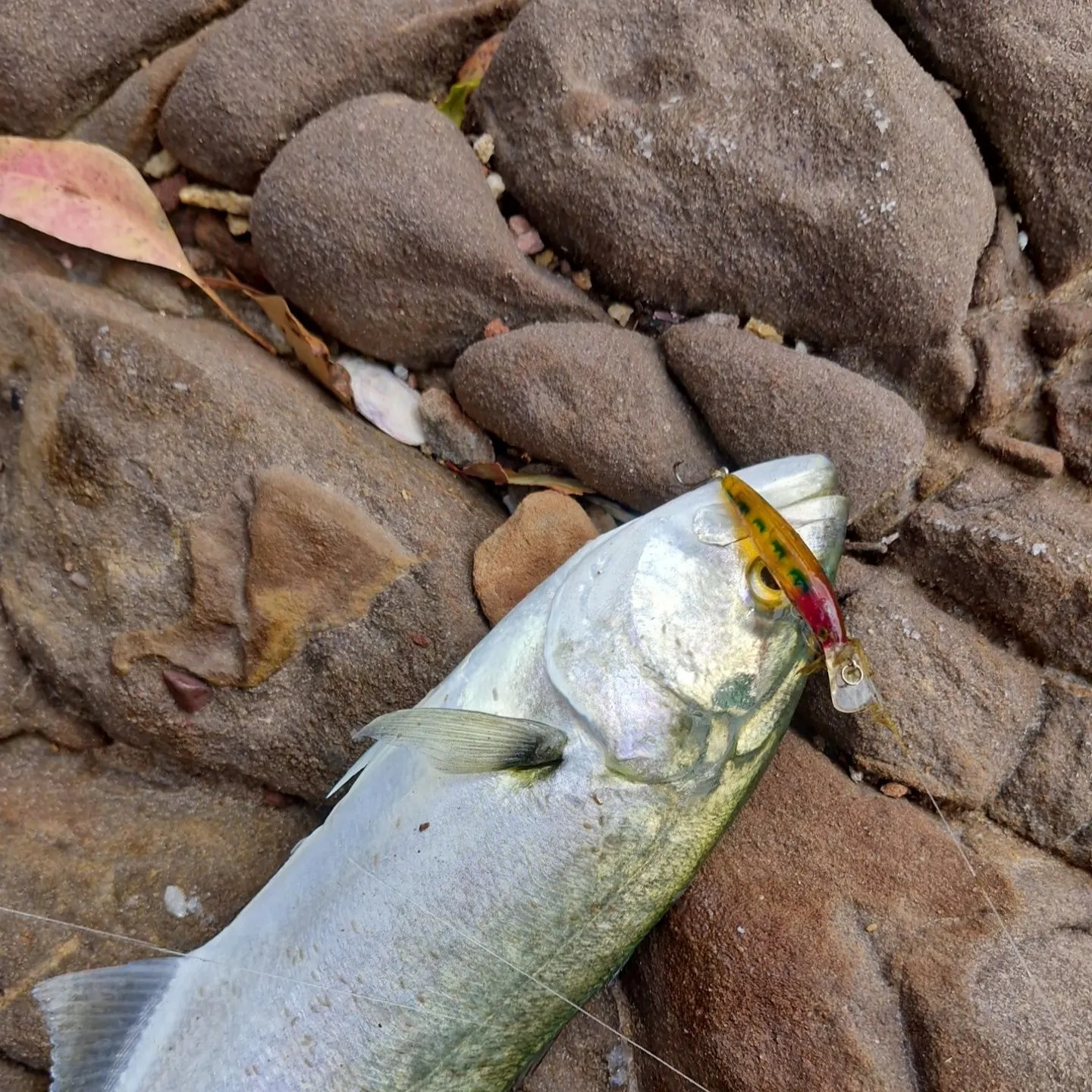 The most recent Bluefish catches on Fishbrain
