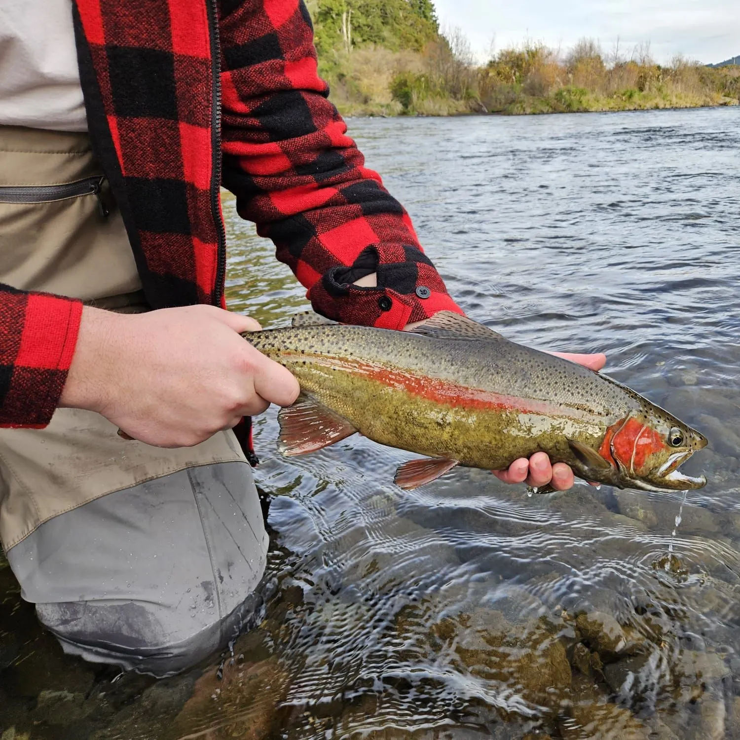 Rainbow trout caught on Fishbrain