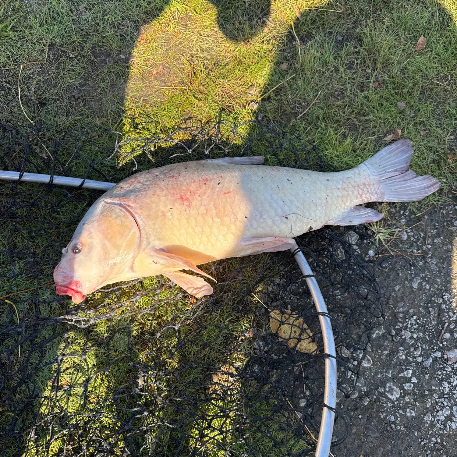 Fish caught on Fishbrain