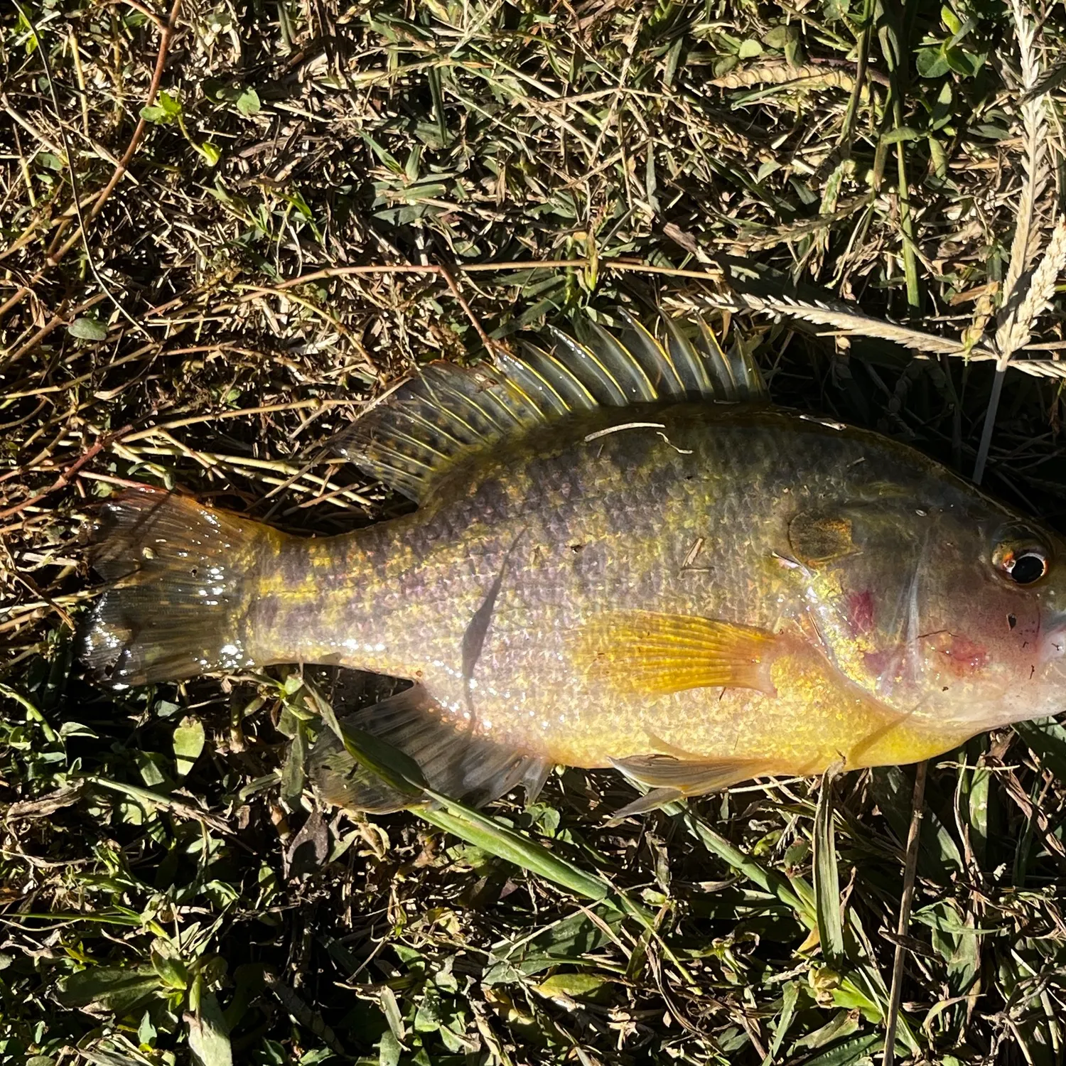 Warmouth caught on Fishbrain