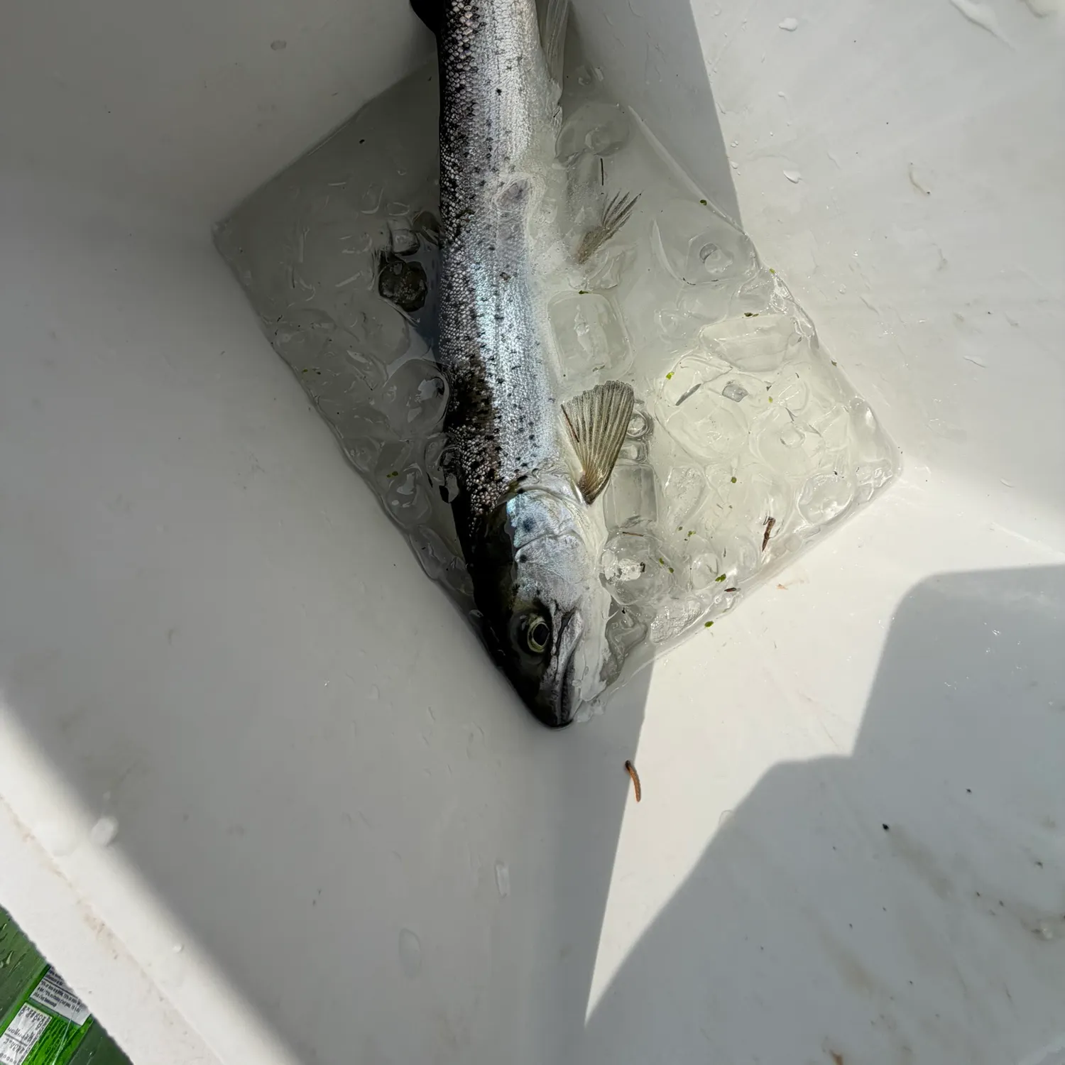 The most recent Landlocked atlantic salmon catches on Fishbrain