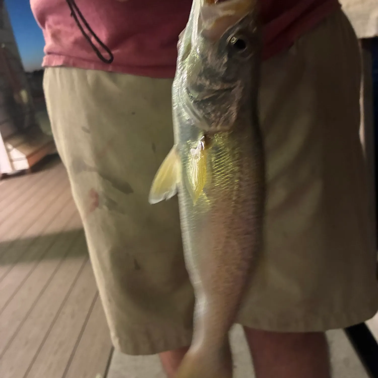 Sand seatrout caught on Fishbrain