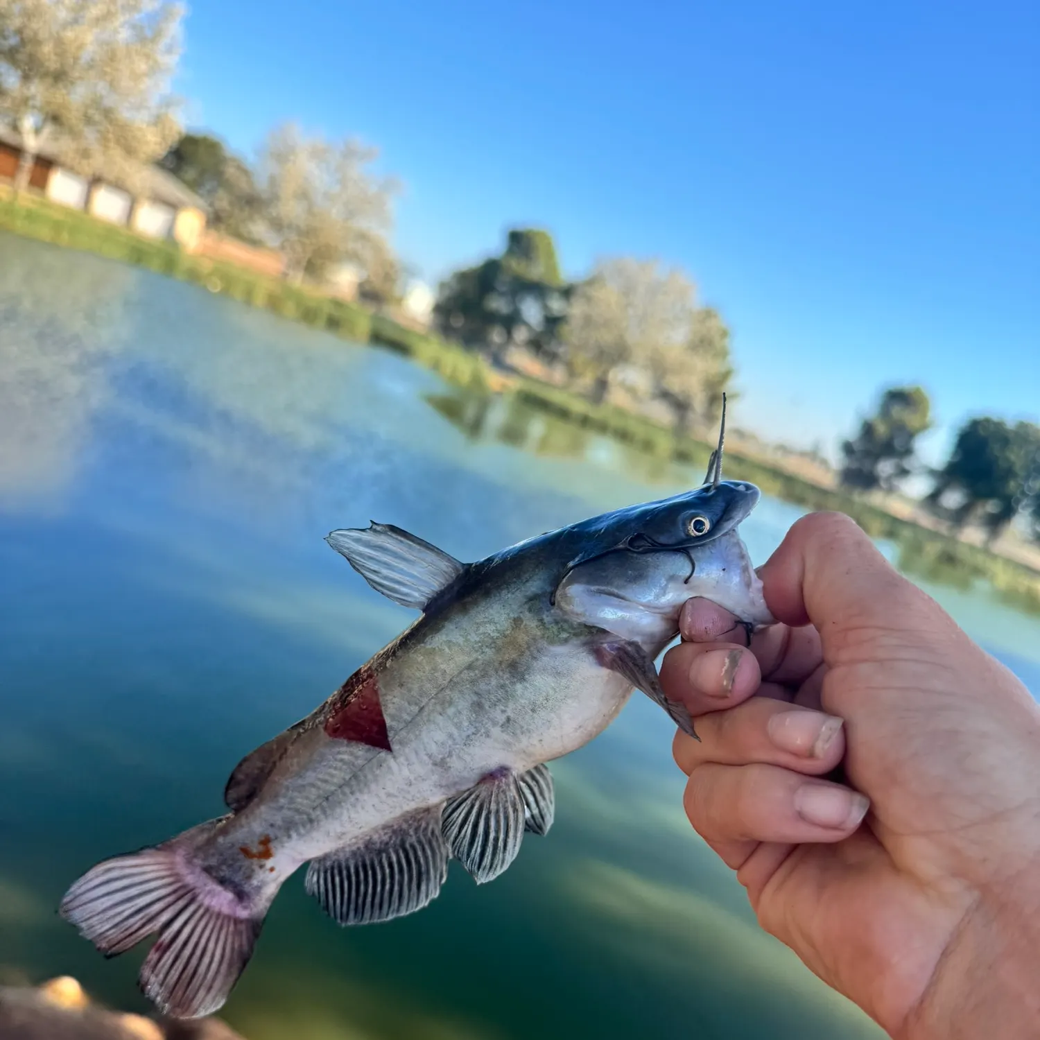 Channel catfish caught on Fishbrain