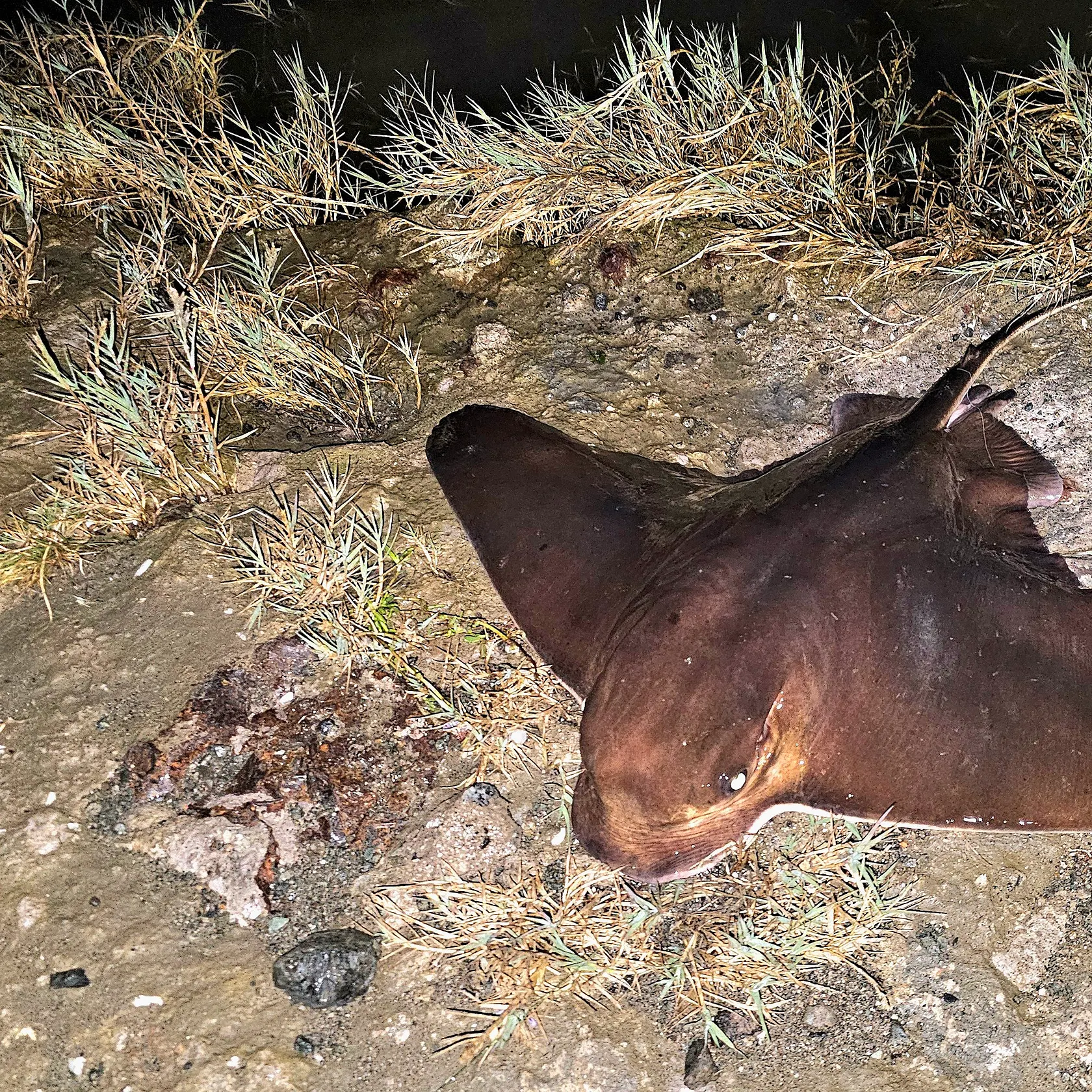 Bat eagle ray caught on Fishbrain